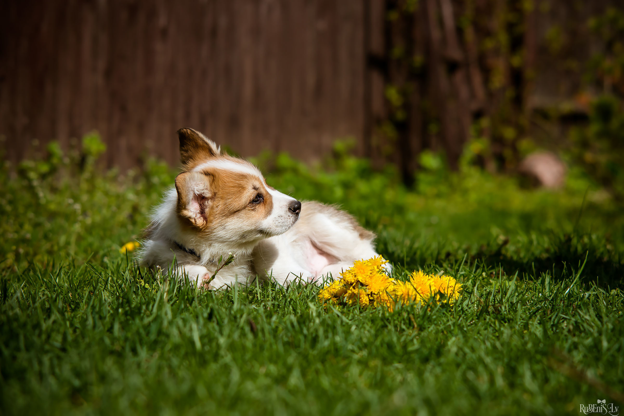 Анна и Марта / Корги и Гриффоны. Фотограф Ромуальд Рубенис и Артемий Сташанс