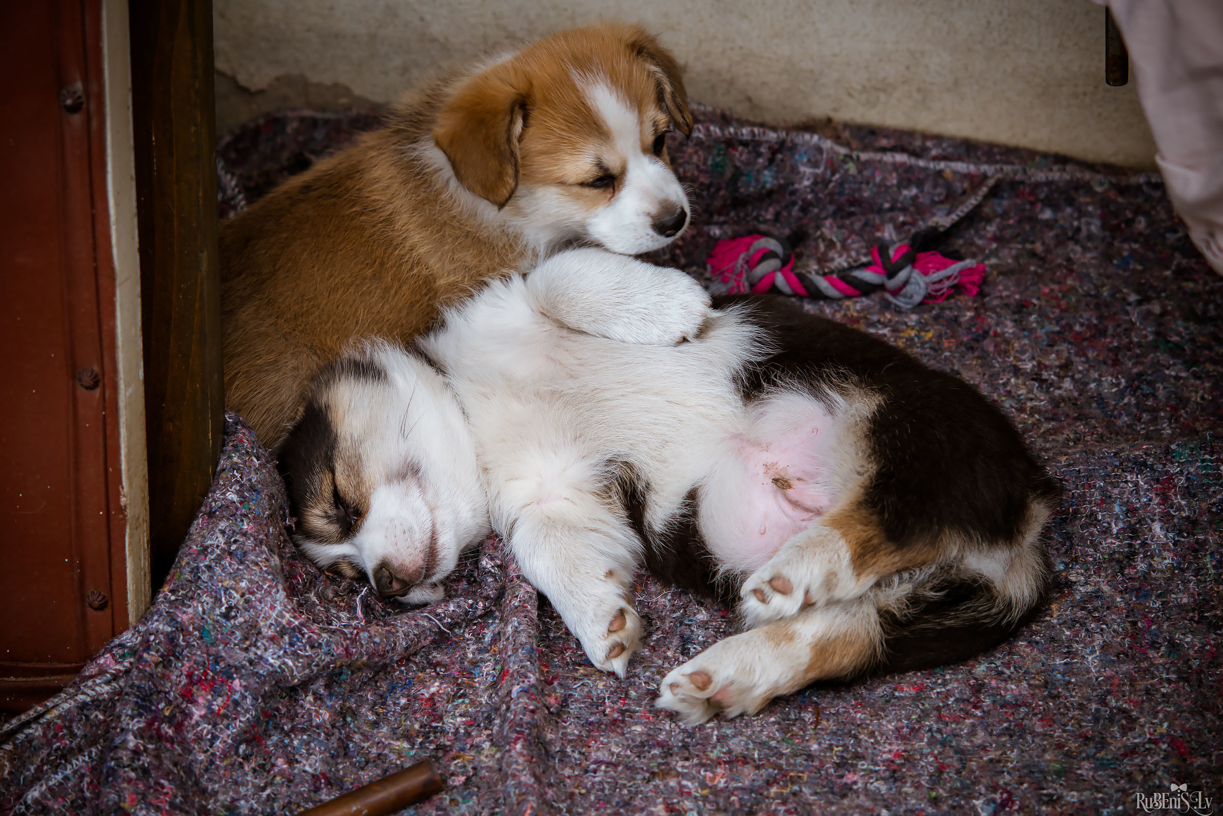 Анна и Марта / Корги и Гриффоны. Фотограф Ромуальд Рубенис и Артемий Сташанс