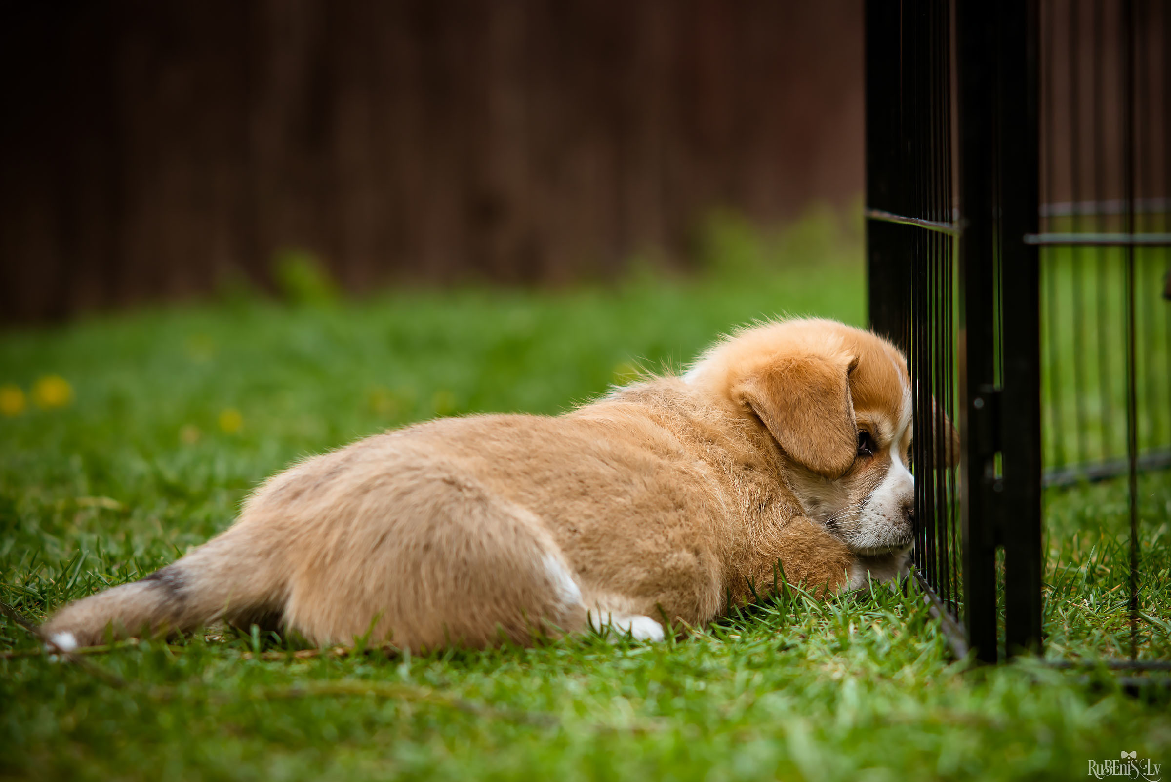 Анна и Марта / Корги и Гриффоны. Фотограф Ромуальд Рубенис и Артемий Сташанс