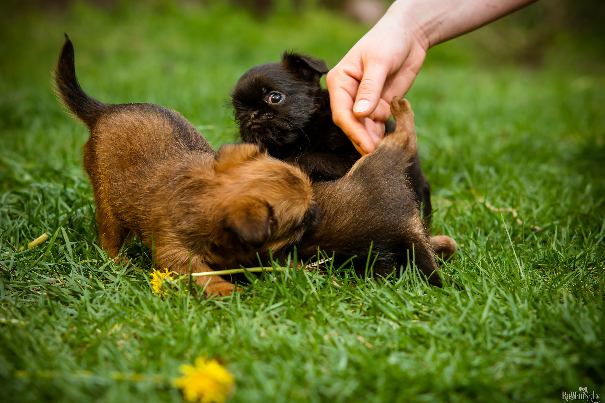 Анна и Марта / Корги и Гриффоны. Фотограф Ромуальд Рубенис и Артемий Сташанс