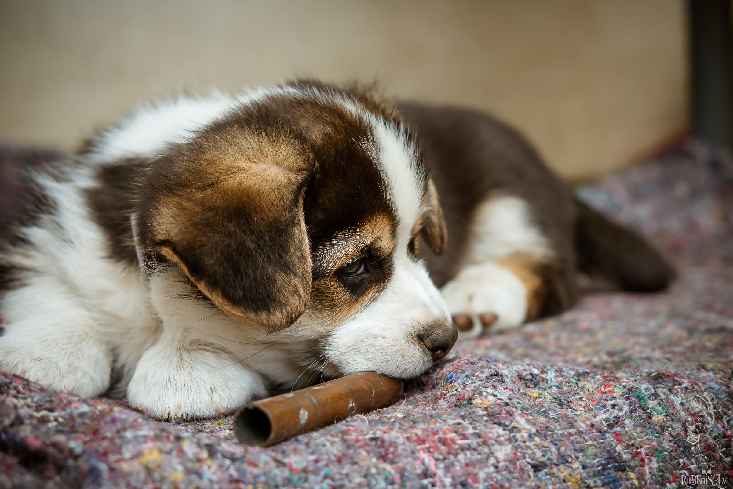 Анна и Марта / Корги и Гриффоны. Фотограф Ромуальд Рубенис и Артемий Сташанс