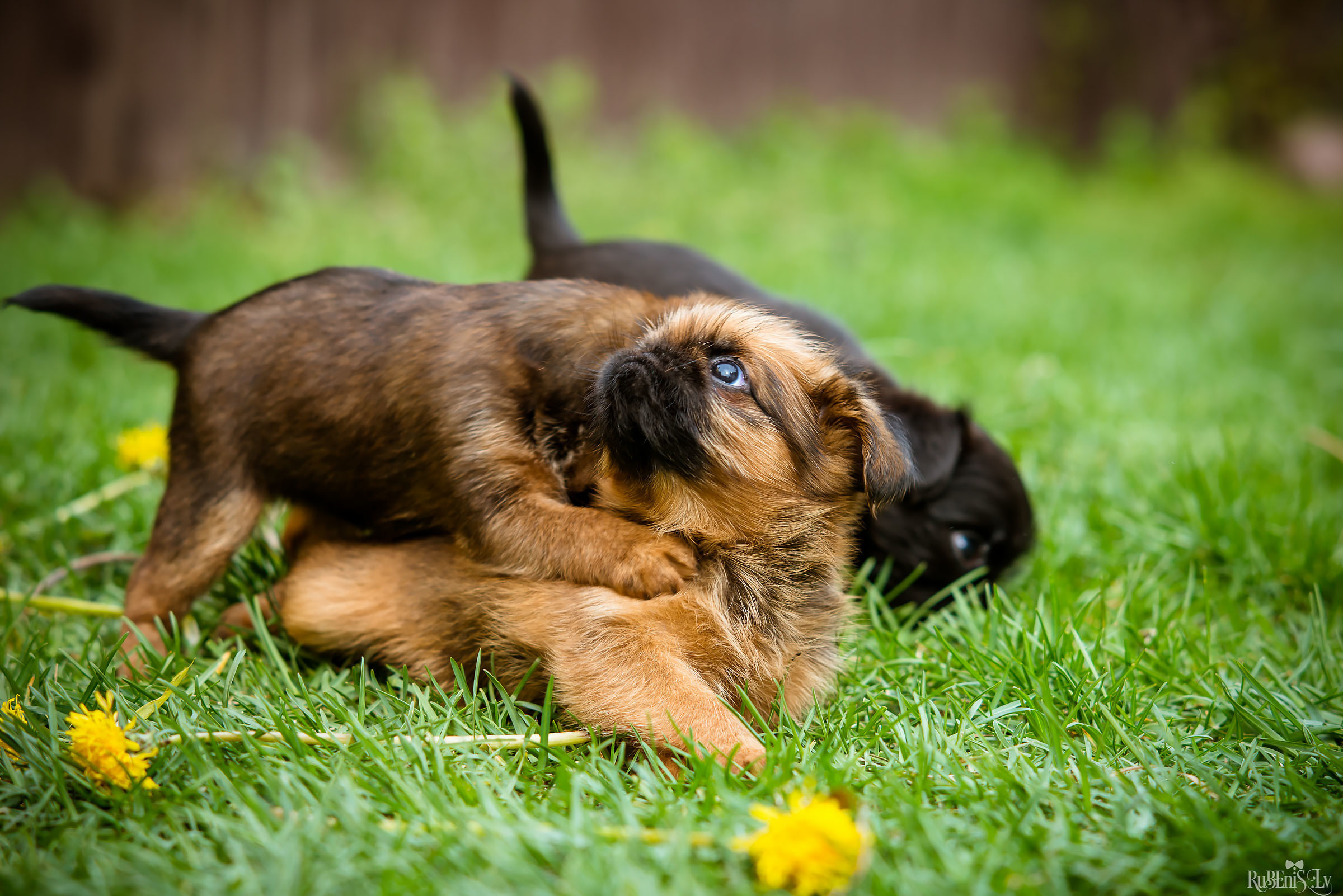 Анна и Марта / Корги и Гриффоны. Фотограф Ромуальд Рубенис и Артемий Сташанс