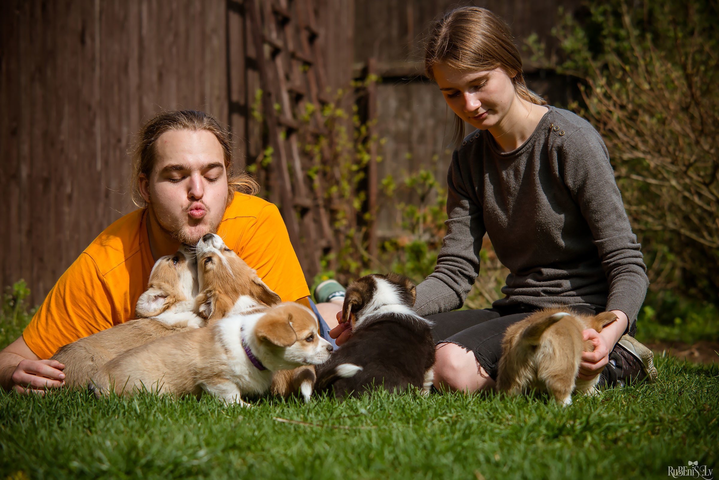 Анна и Марта / Корги и Гриффоны. Фотограф Ромуальд Рубенис и Артемий Сташанс
