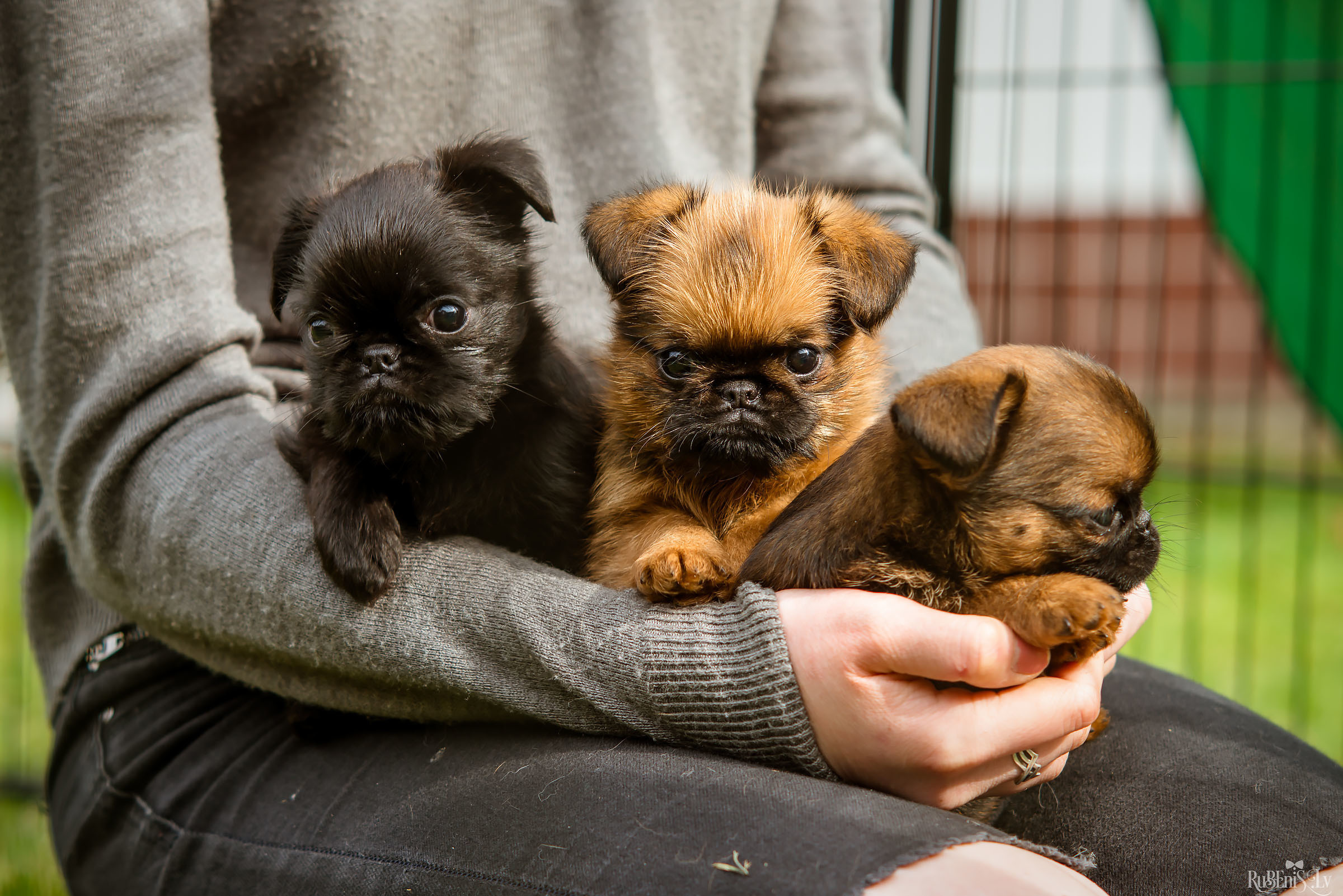 Анна и Марта / Корги и Гриффоны. Фотограф Ромуальд Рубенис и Артемий Сташанс