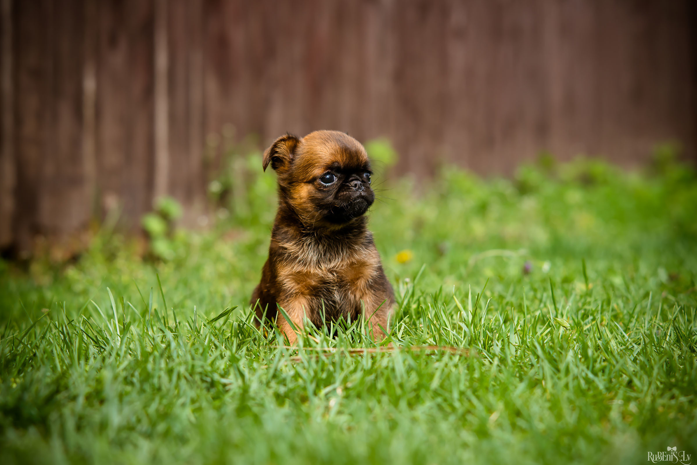 Анна и Марта / Корги и Гриффоны. Фотограф Ромуальд Рубенис и Артемий Сташанс