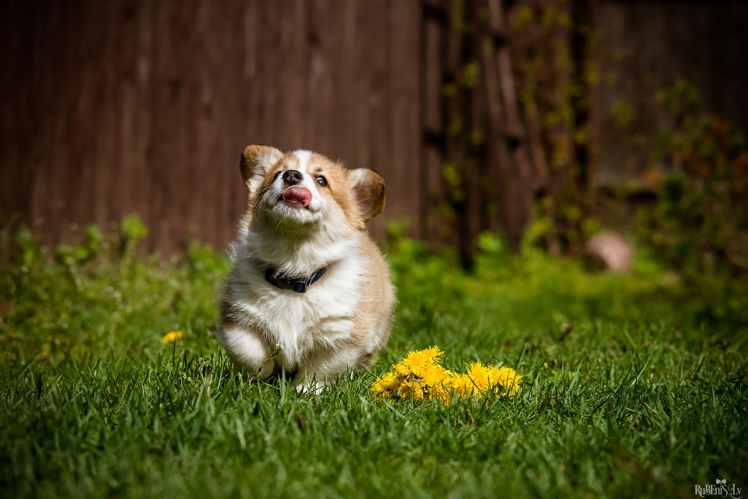 Анна и Марта / Корги и Гриффоны. Фотограф Ромуальд Рубенис и Артемий Сташанс