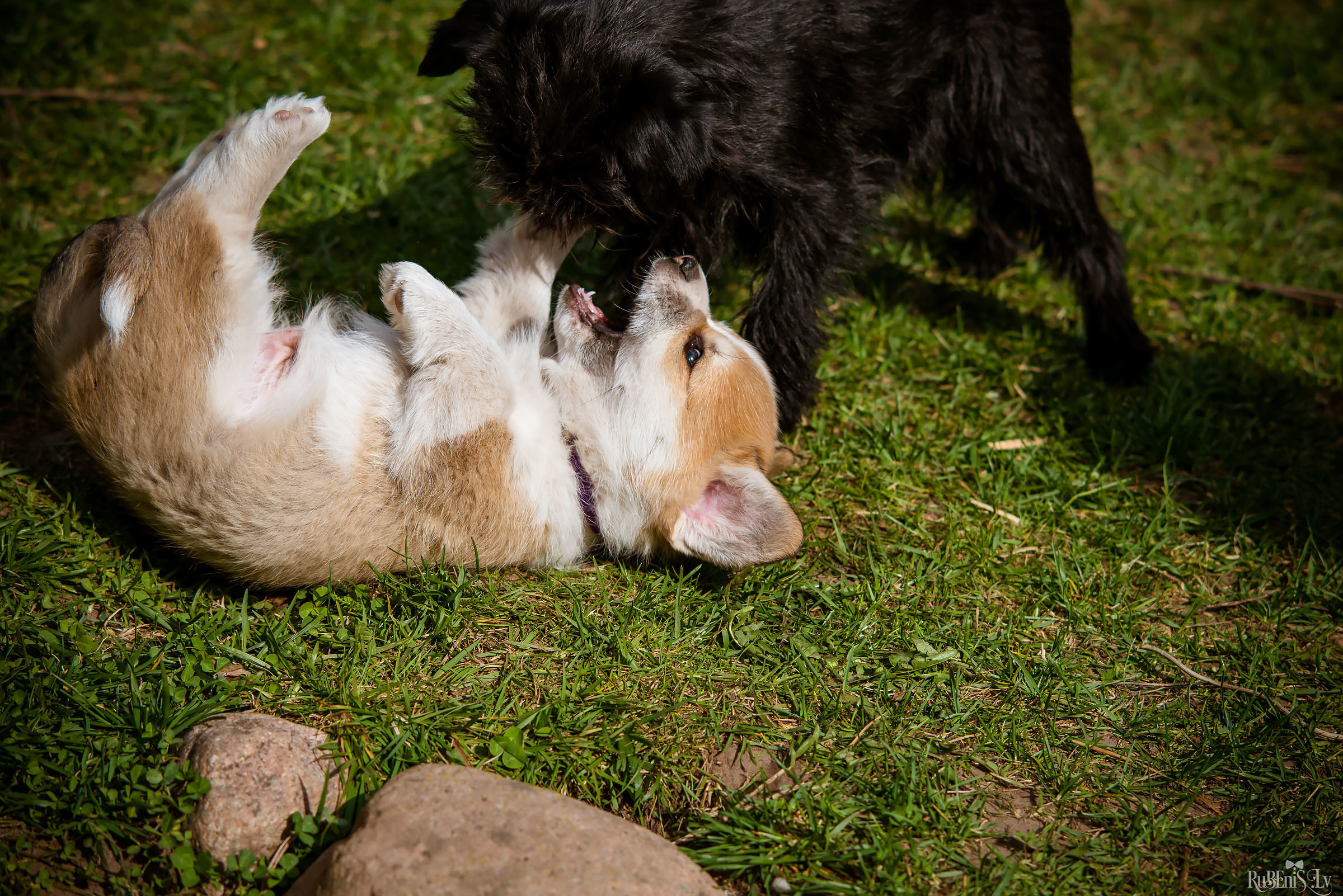 Анна и Марта / Корги и Гриффоны. Фотограф Ромуальд Рубенис и Артемий Сташанс