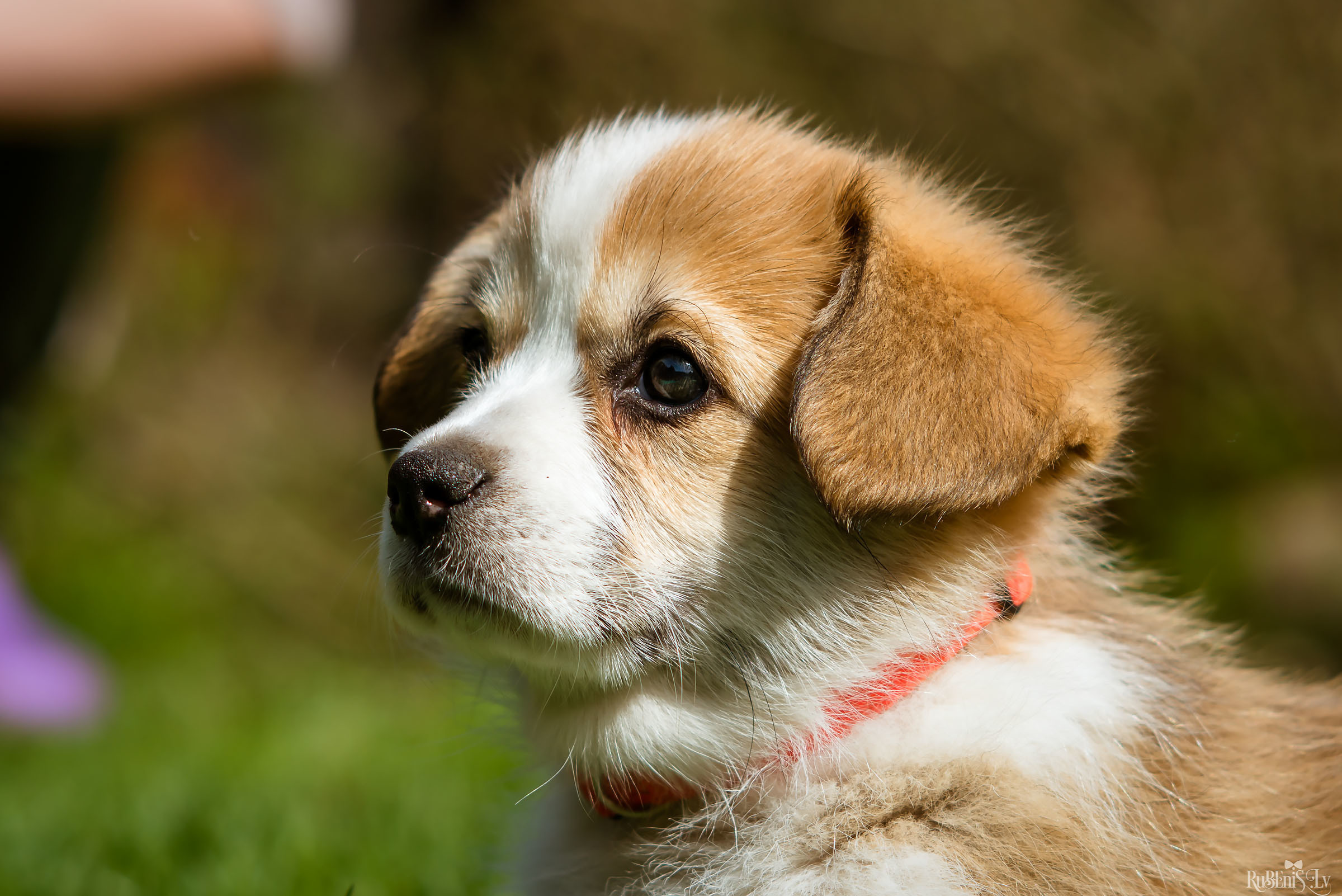 Анна и Марта / Корги и Гриффоны. Фотограф Ромуальд Рубенис и Артемий Сташанс