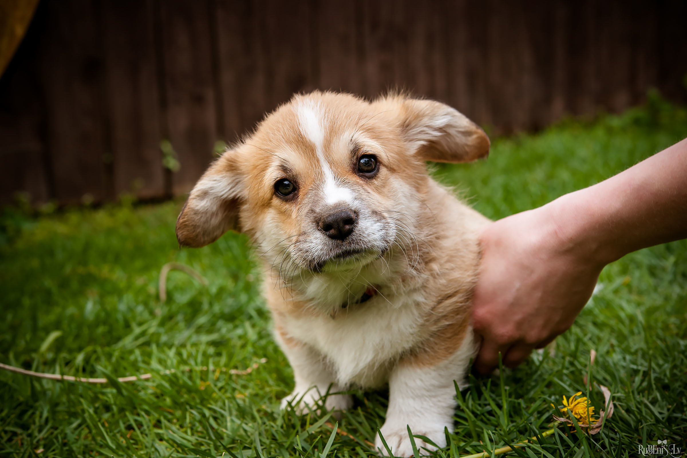 Анна и Марта / Корги и Гриффоны. Фотограф Ромуальд Рубенис и Артемий Сташанс