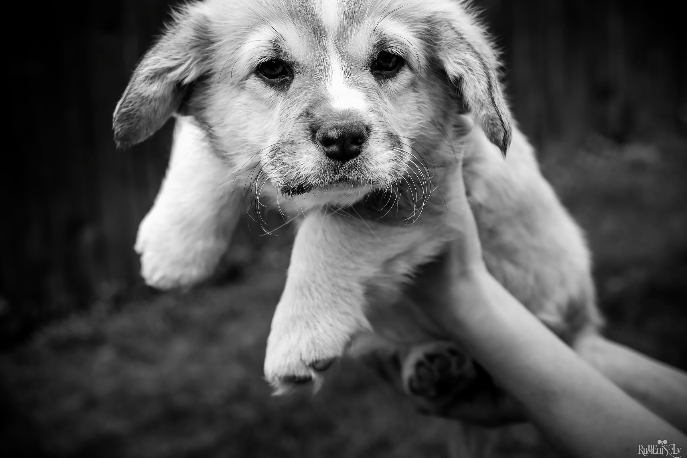 Анна и Марта / Корги и Гриффоны. Фотограф Ромуальд Рубенис и Артемий Сташанс