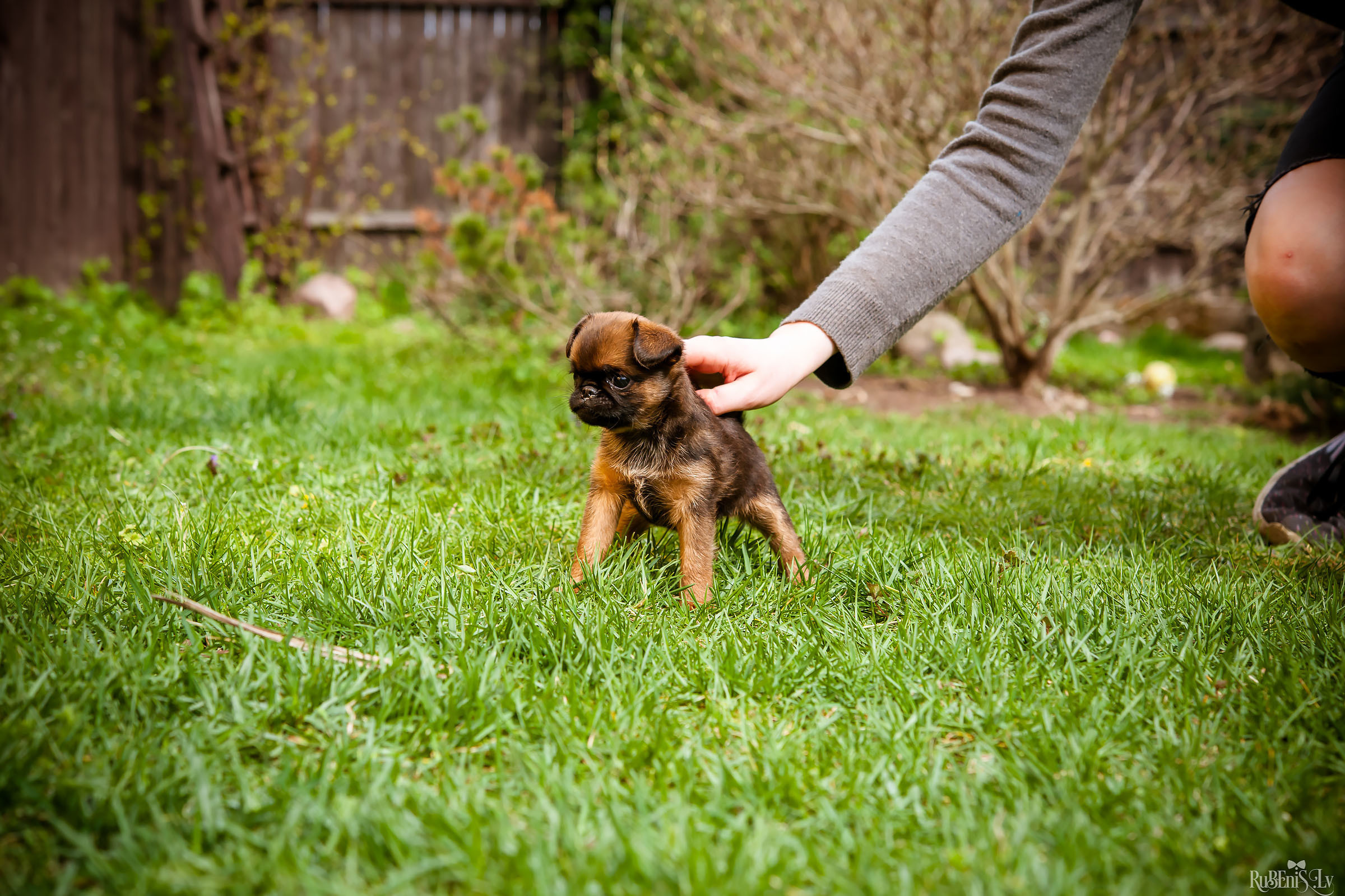 Анна и Марта / Корги и Гриффоны. Фотограф Ромуальд Рубенис и Артемий Сташанс