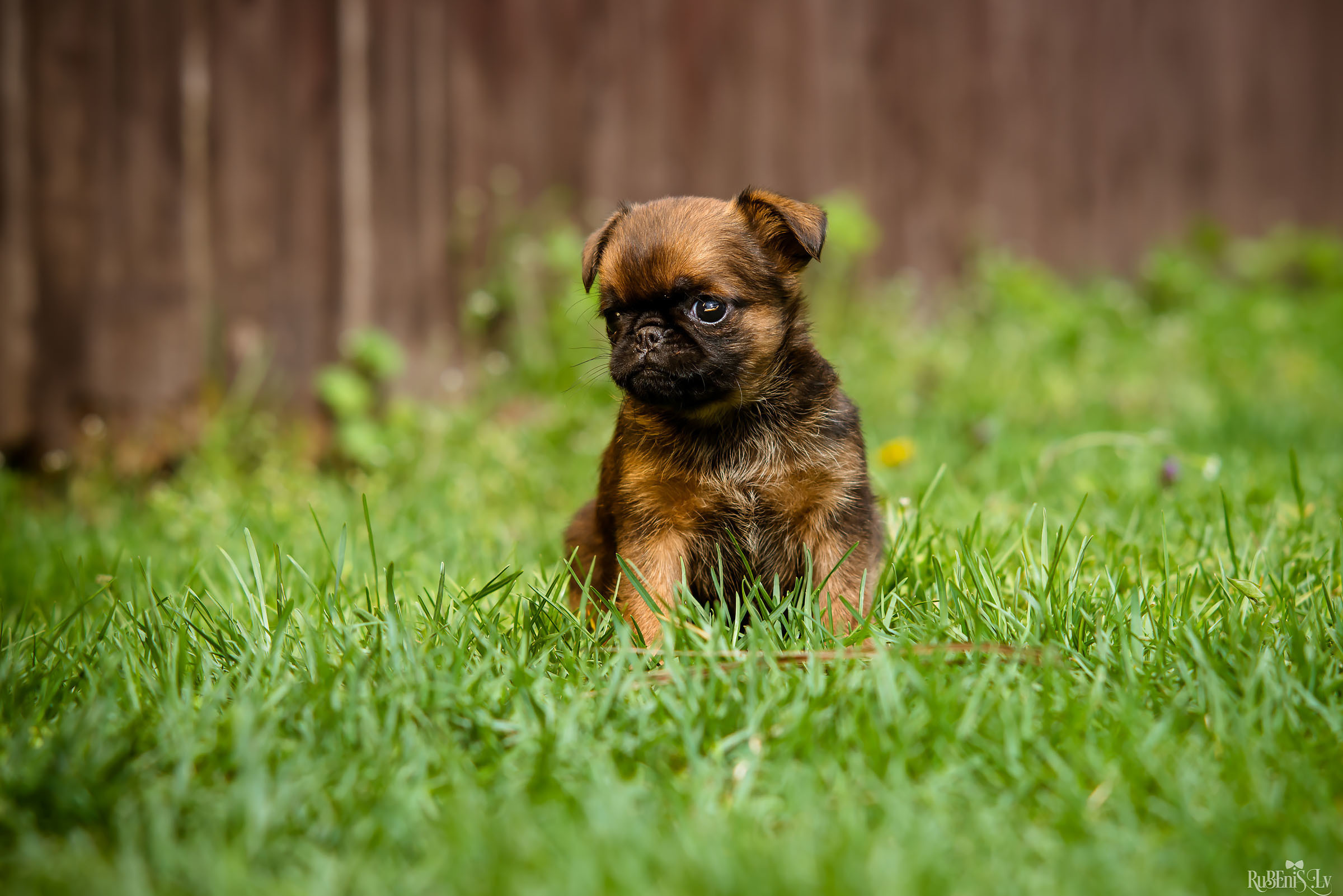 Анна и Марта / Корги и Гриффоны. Фотограф Ромуальд Рубенис и Артемий Сташанс