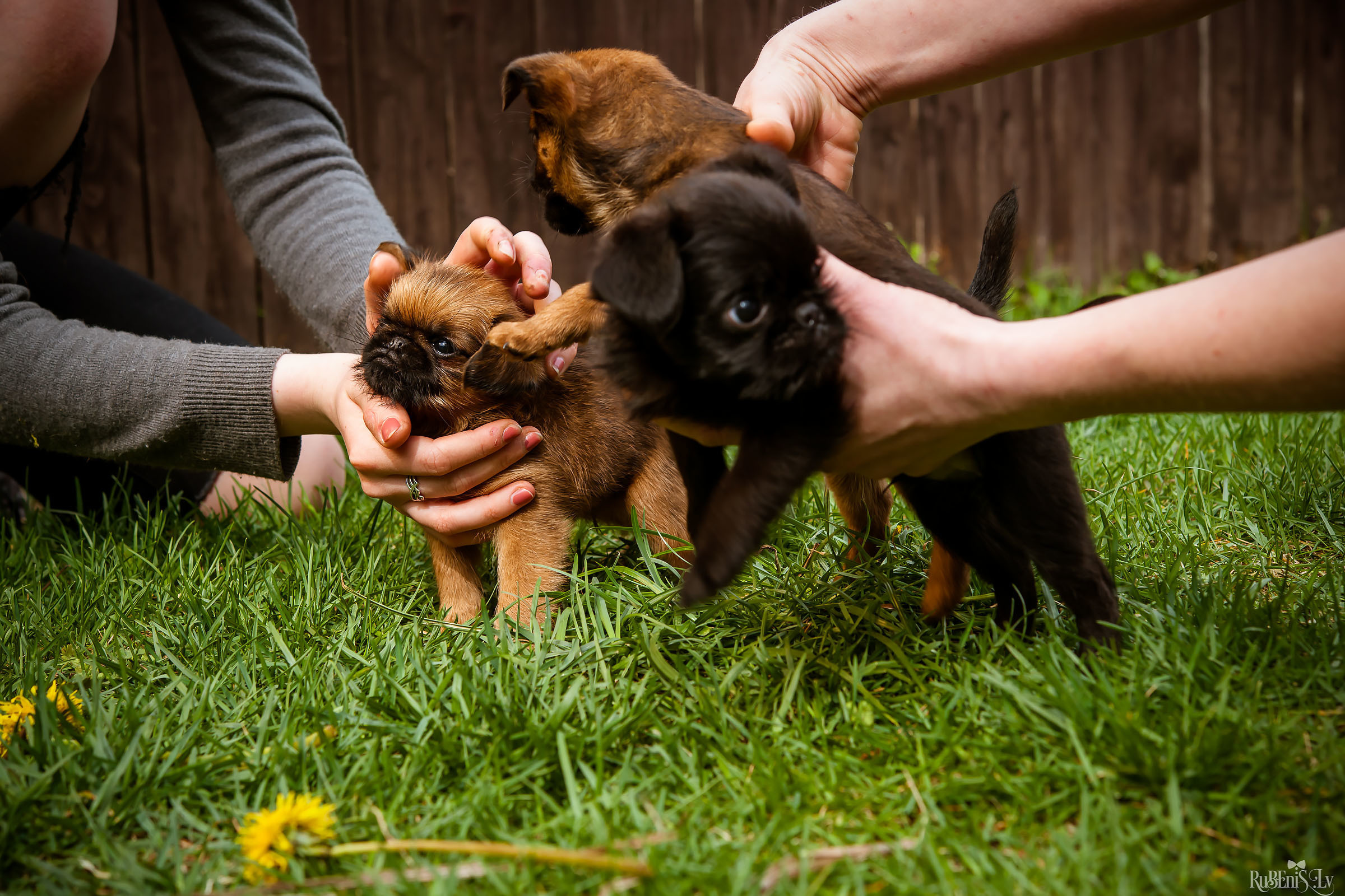 Анна и Марта / Корги и Гриффоны. Фотограф Ромуальд Рубенис и Артемий Сташанс