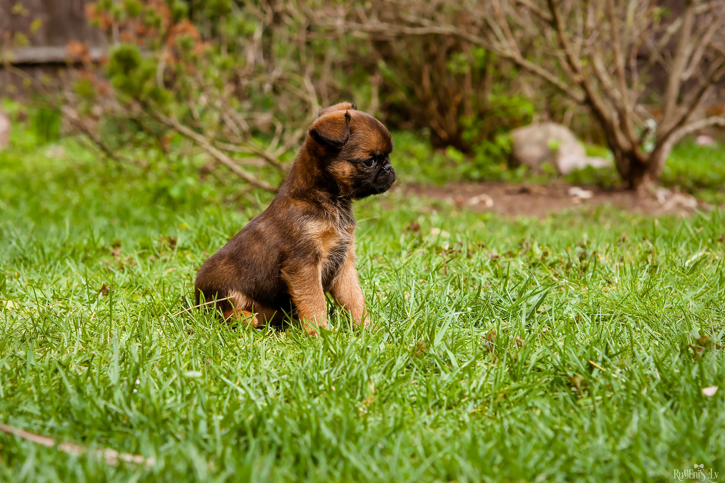 Анна и Марта / Корги и Гриффоны. Фотограф Ромуальд Рубенис и Артемий Сташанс