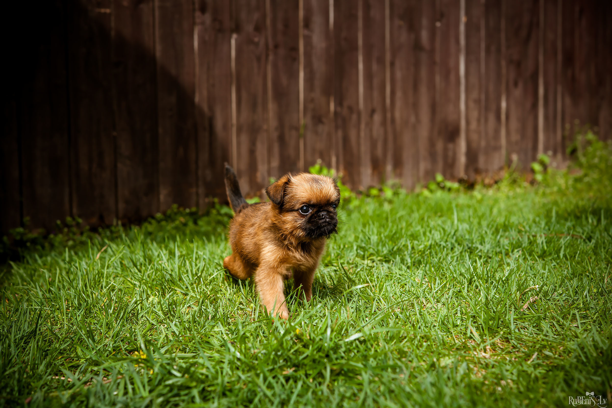 Анна и Марта / Корги и Гриффоны. Фотограф Ромуальд Рубенис и Артемий Сташанс