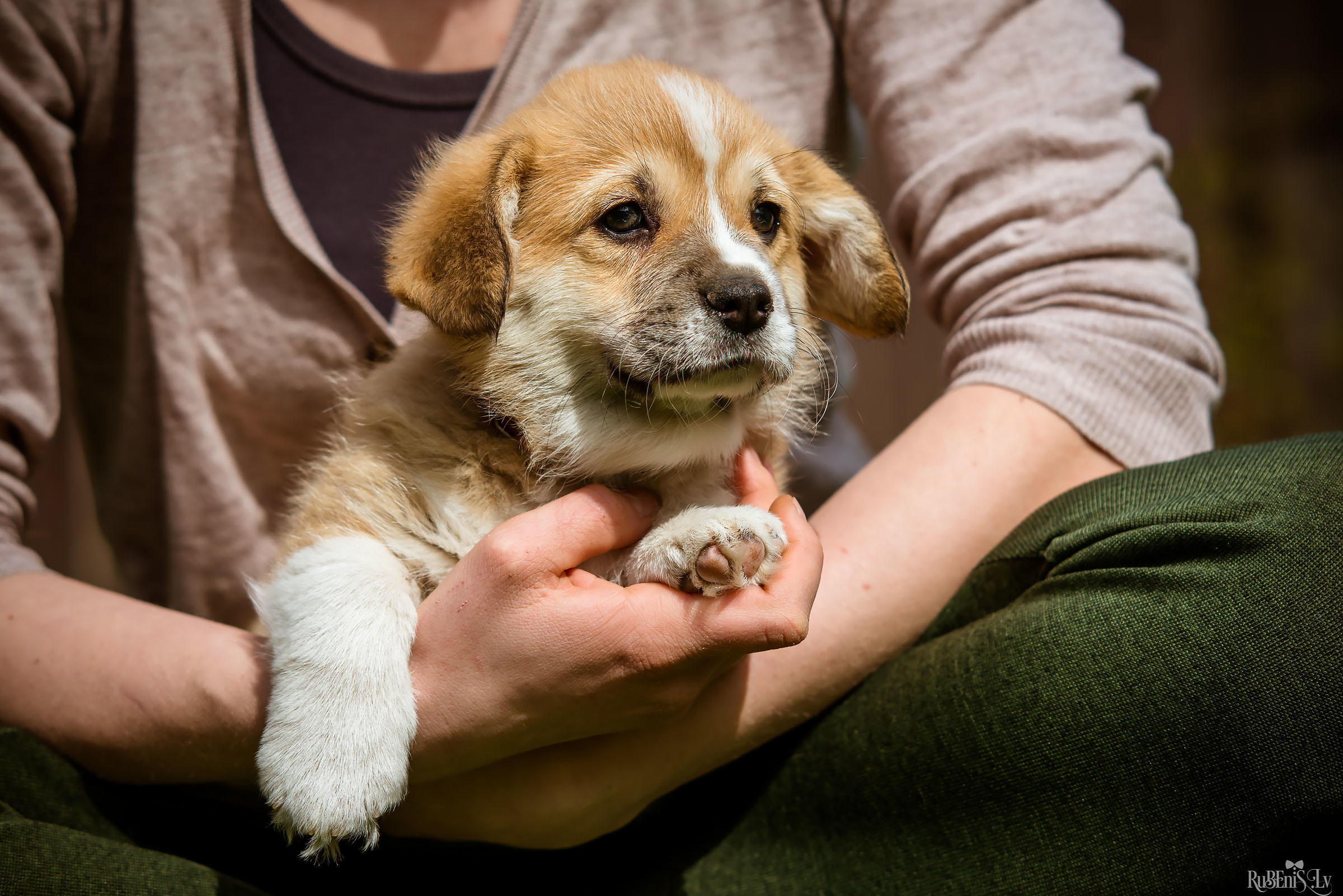 Анна и Марта / Корги и Гриффоны. Фотограф Ромуальд Рубенис и Артемий Сташанс