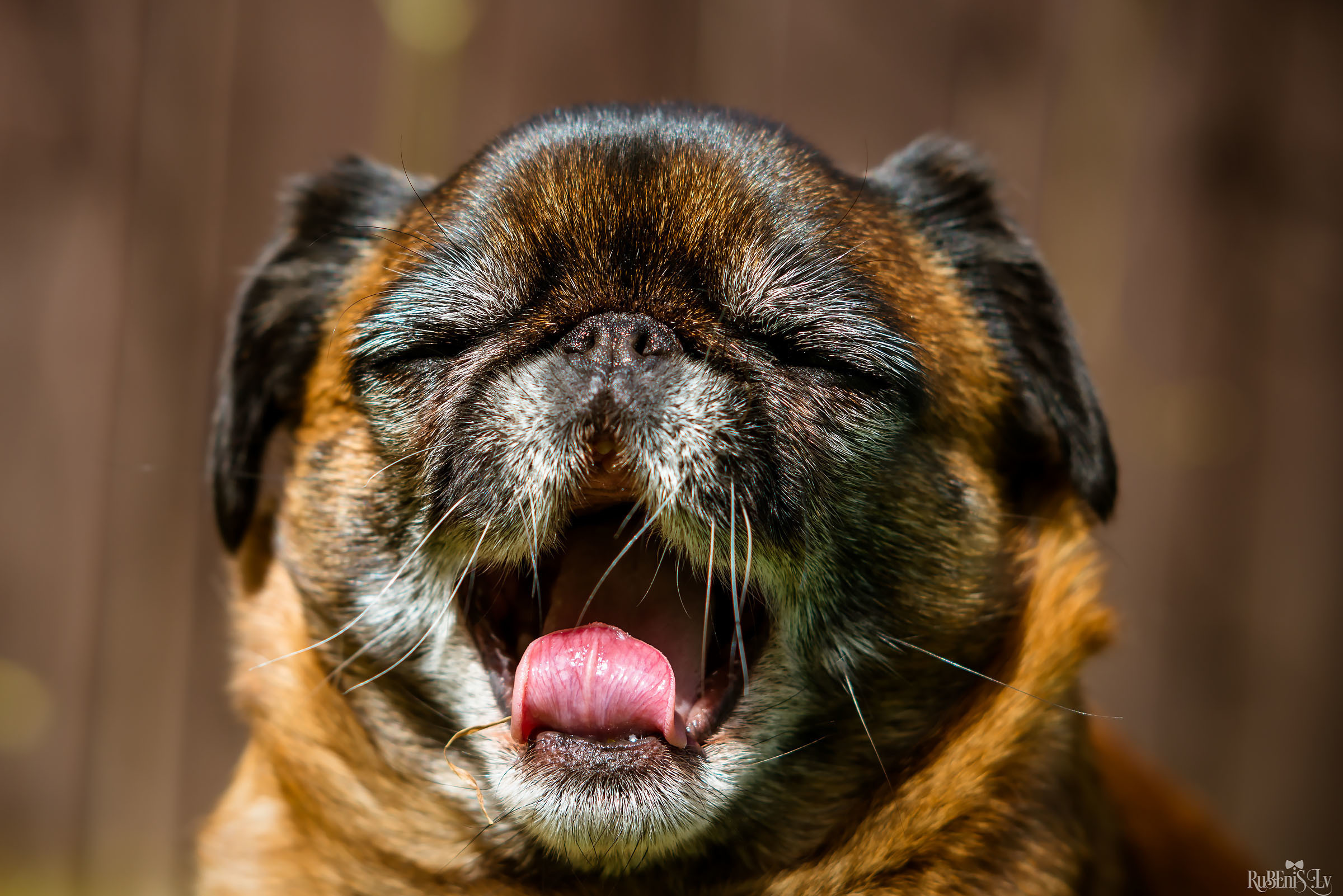 Анна и Марта / Корги и Гриффоны. Фотограф Ромуальд Рубенис и Артемий Сташанс