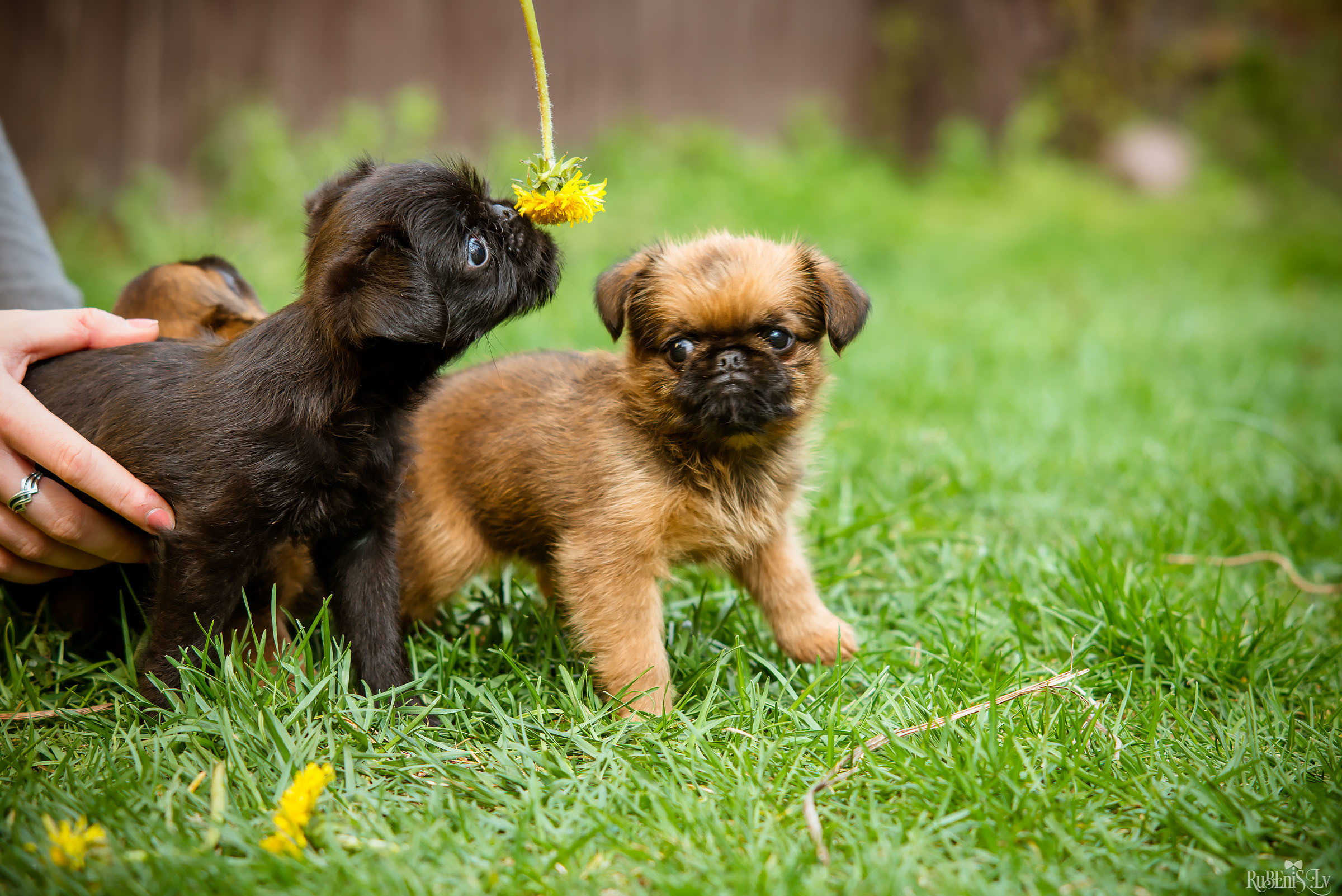 Анна и Марта / Корги и Гриффоны. Фотограф Ромуальд Рубенис и Артемий Сташанс