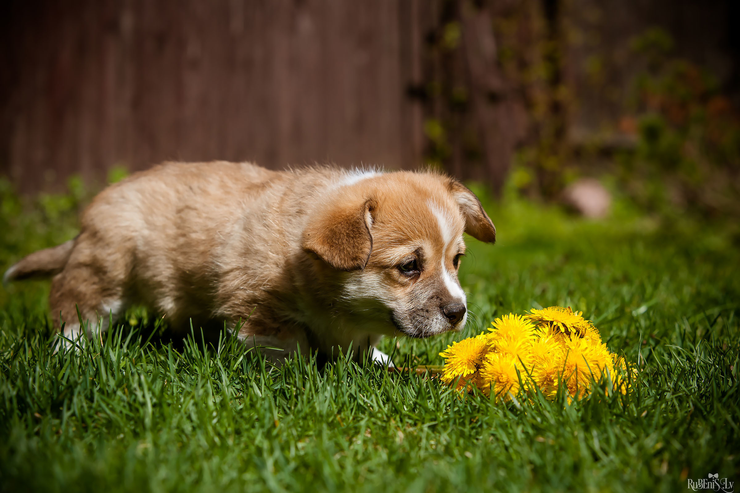 Анна и Марта / Корги и Гриффоны. Фотограф Ромуальд Рубенис и Артемий Сташанс