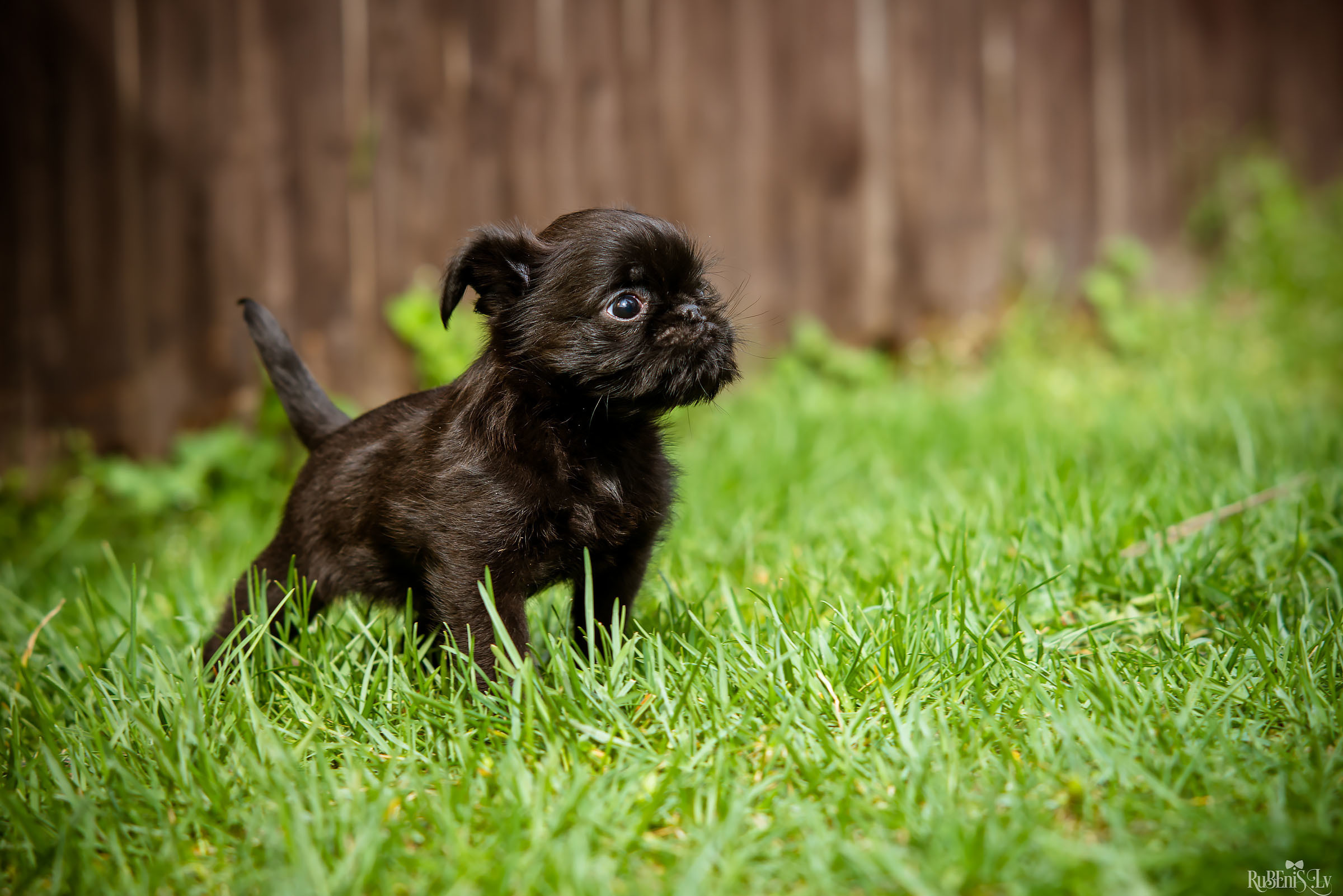 Анна и Марта / Корги и Гриффоны. Фотограф Ромуальд Рубенис и Артемий Сташанс