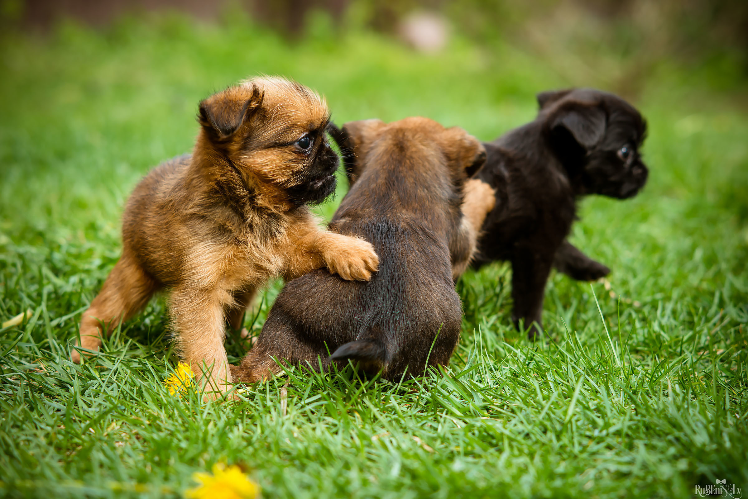 Анна и Марта / Корги и Гриффоны. Фотограф Ромуальд Рубенис и Артемий Сташанс