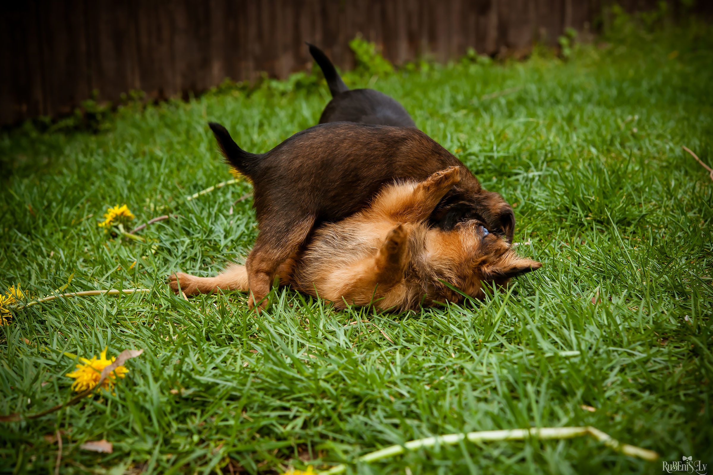 Анна и Марта / Корги и Гриффоны. Фотограф Ромуальд Рубенис и Артемий Сташанс