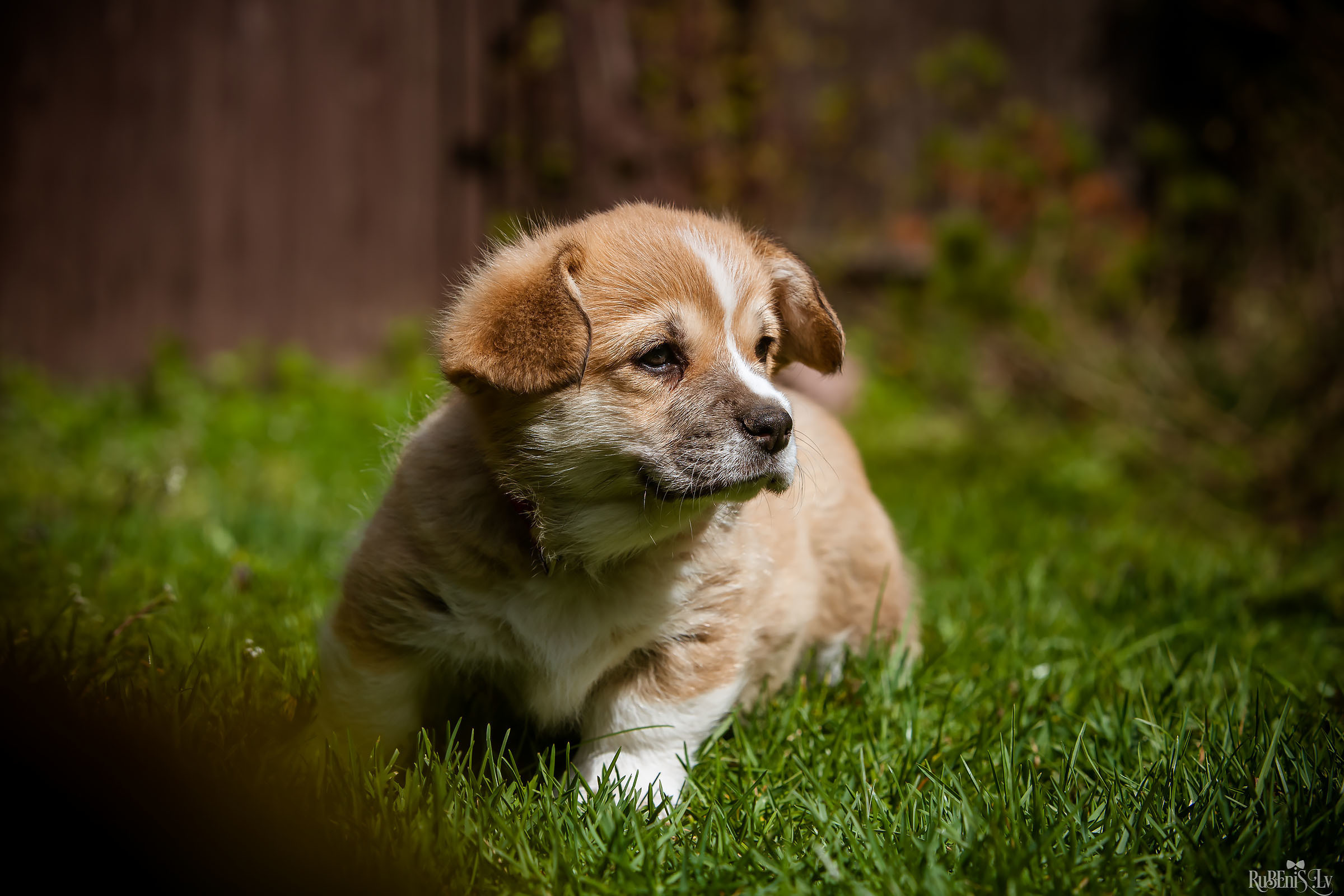 Анна и Марта / Корги и Гриффоны. Фотограф Ромуальд Рубенис и Артемий Сташанс
