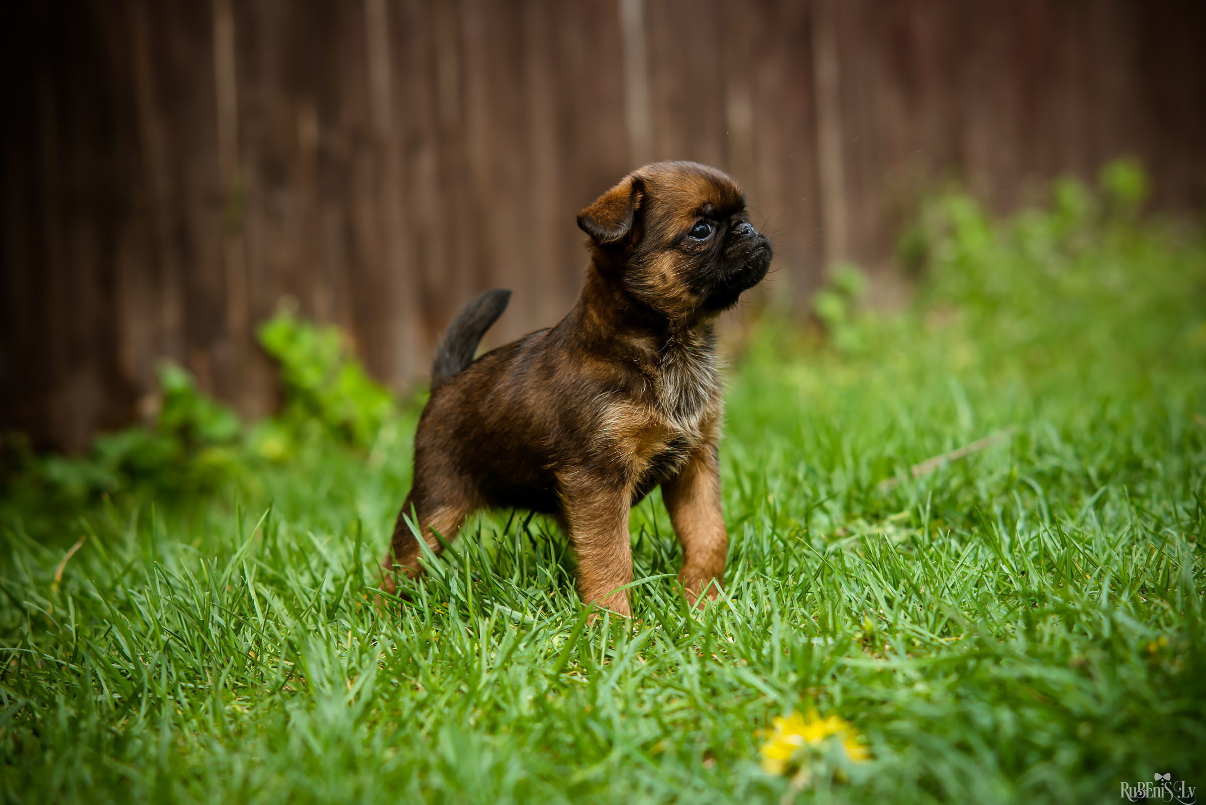 Анна и Марта / Корги и Гриффоны. Фотограф Ромуальд Рубенис и Артемий Сташанс