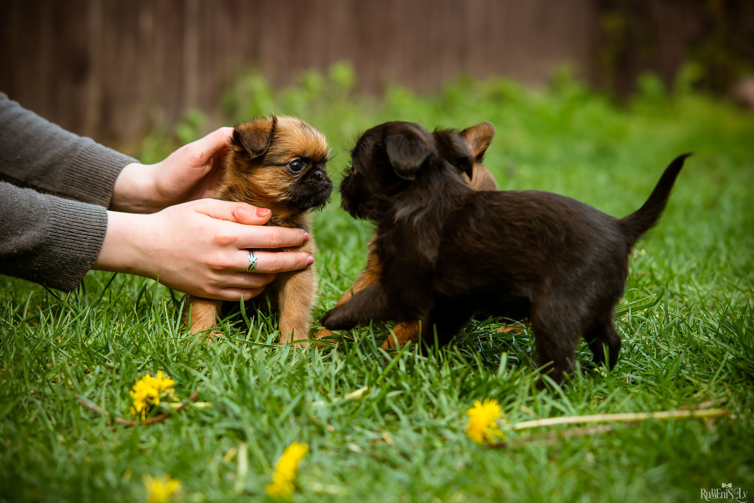Анна и Марта / Корги и Гриффоны. Фотограф Ромуальд Рубенис и Артемий Сташанс
