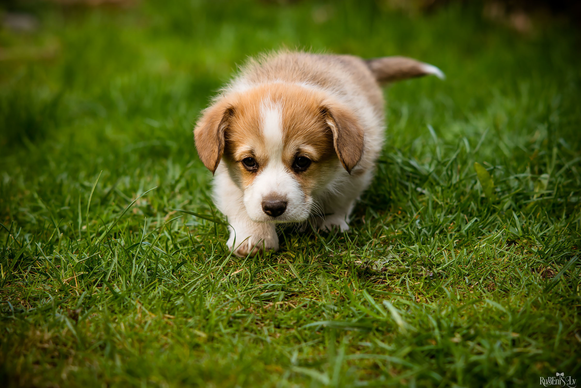 Анна и Марта / Корги и Гриффоны. Фотограф Ромуальд Рубенис и Артемий Сташанс