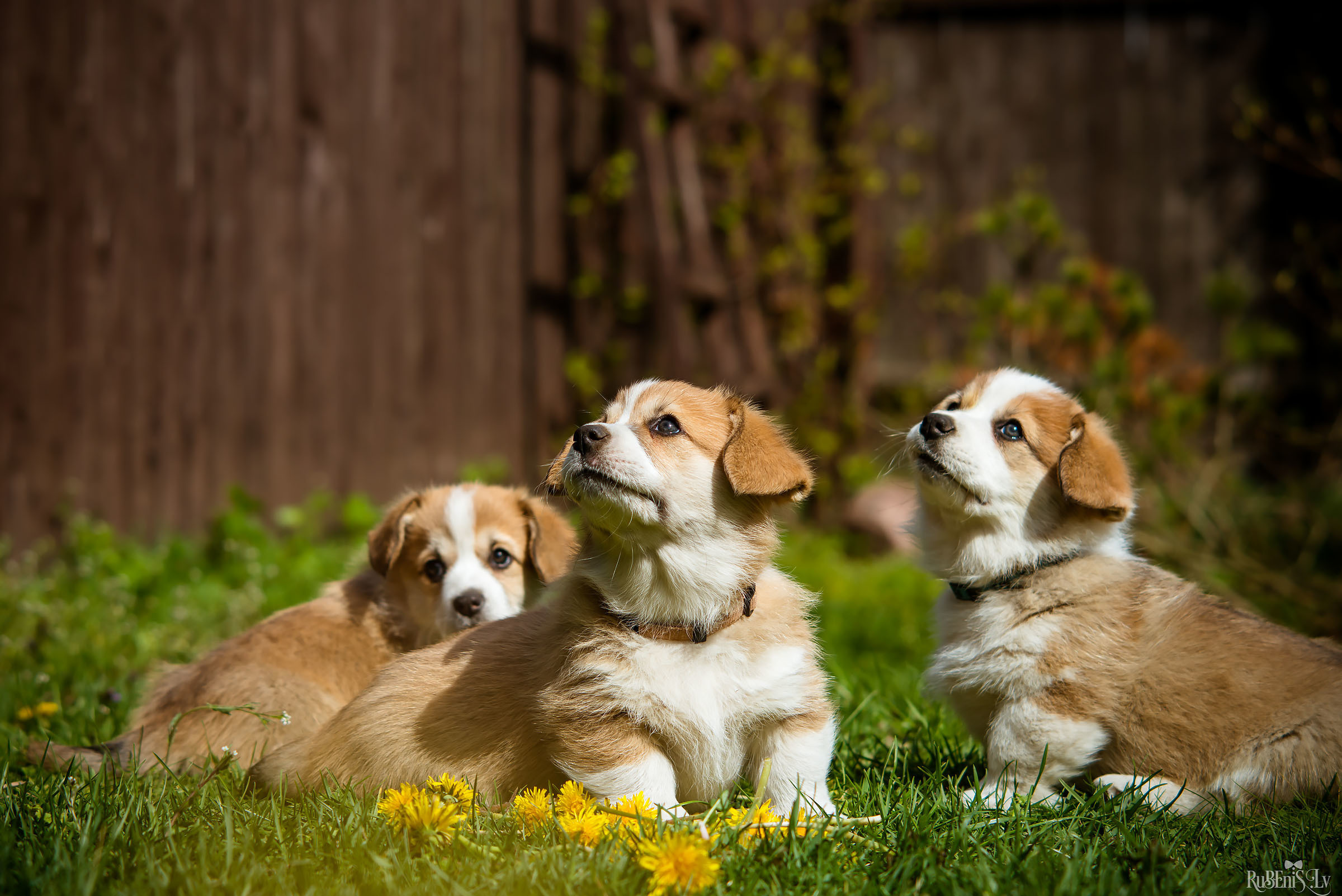 Анна и Марта / Корги и Гриффоны. Фотограф Ромуальд Рубенис и Артемий Сташанс