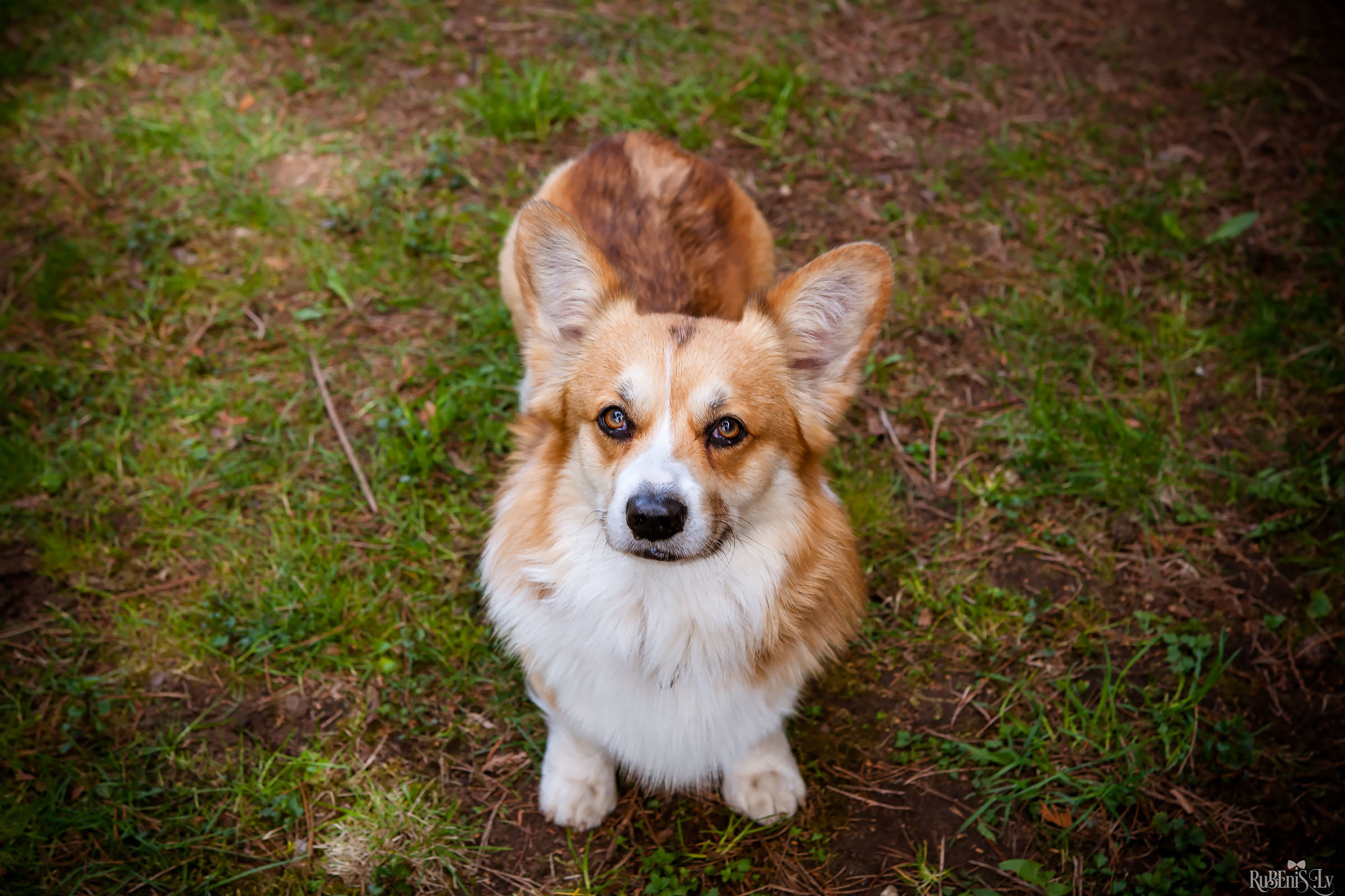 Анна и Марта / Корги и Гриффоны. Фотограф Ромуальд Рубенис и Артемий Сташанс