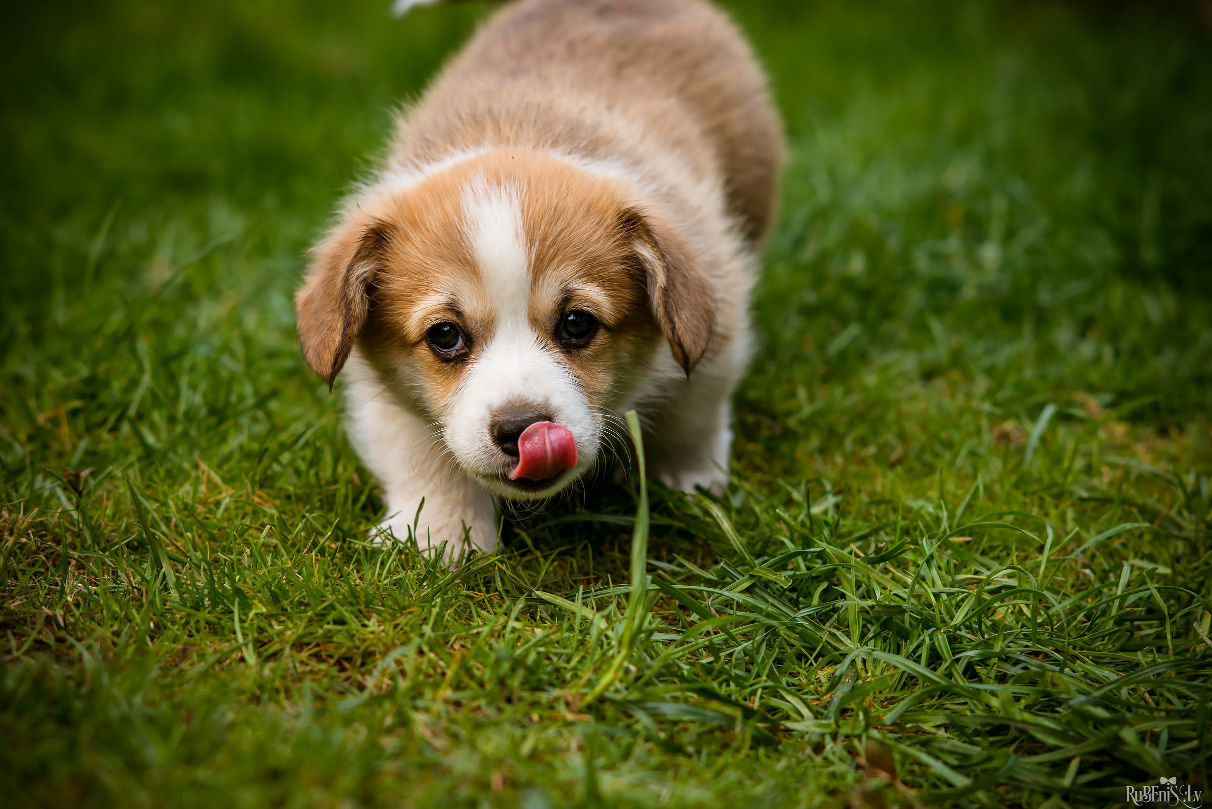 Анна и Марта / Корги и Гриффоны. Фотограф Ромуальд Рубенис и Артемий Сташанс