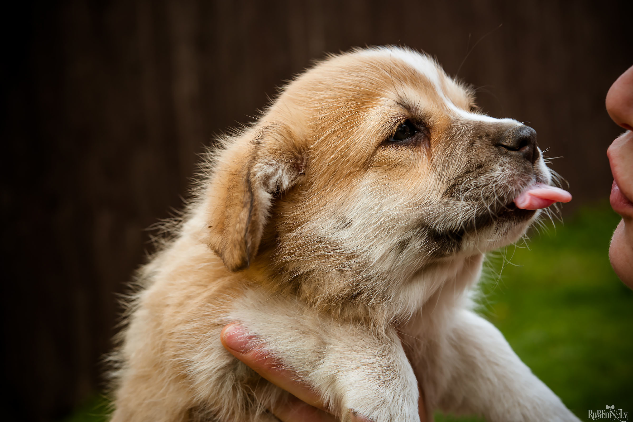 Анна и Марта / Корги и Гриффоны. Фотограф Ромуальд Рубенис и Артемий Сташанс