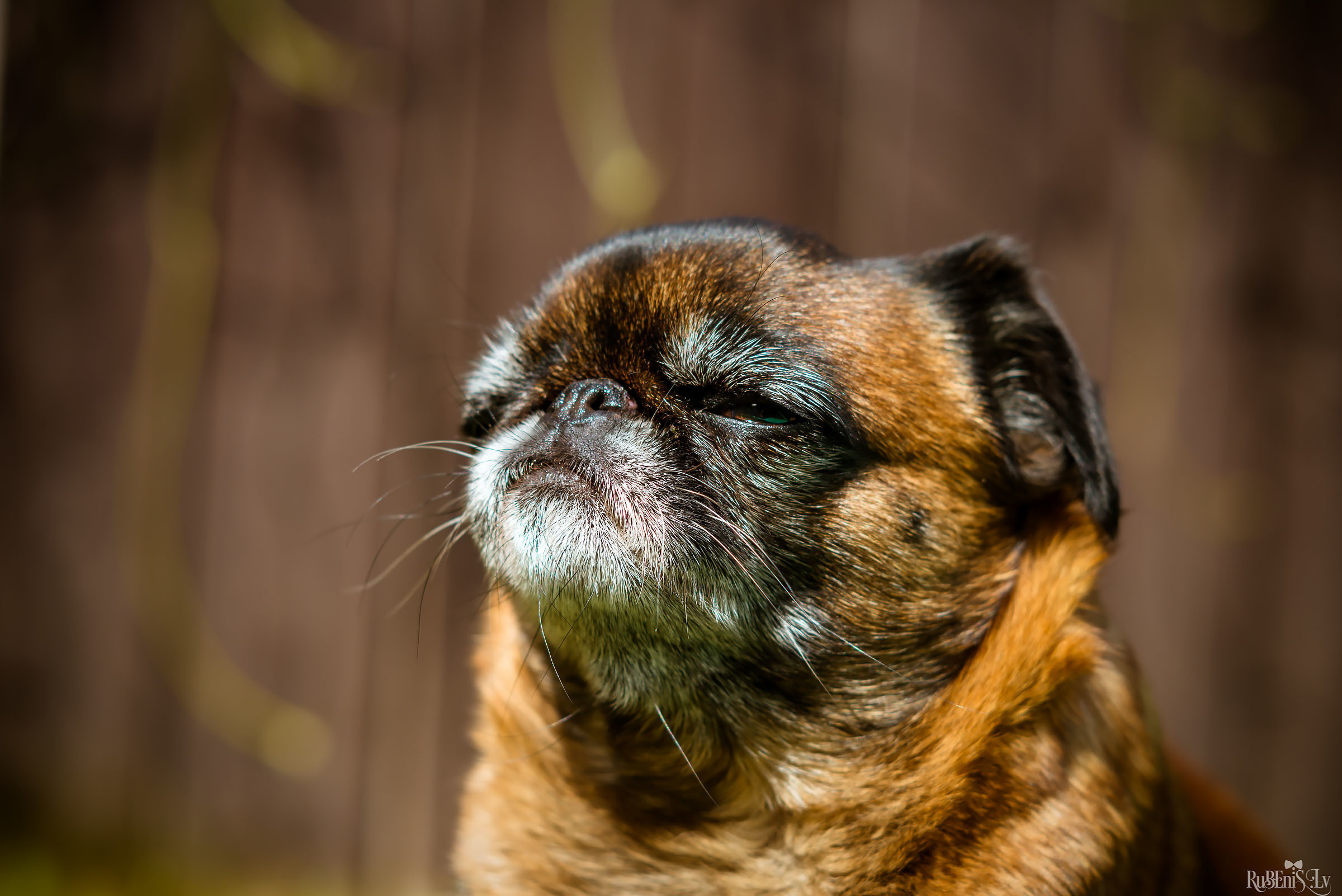 Анна и Марта / Корги и Гриффоны. Фотограф Ромуальд Рубенис и Артемий Сташанс