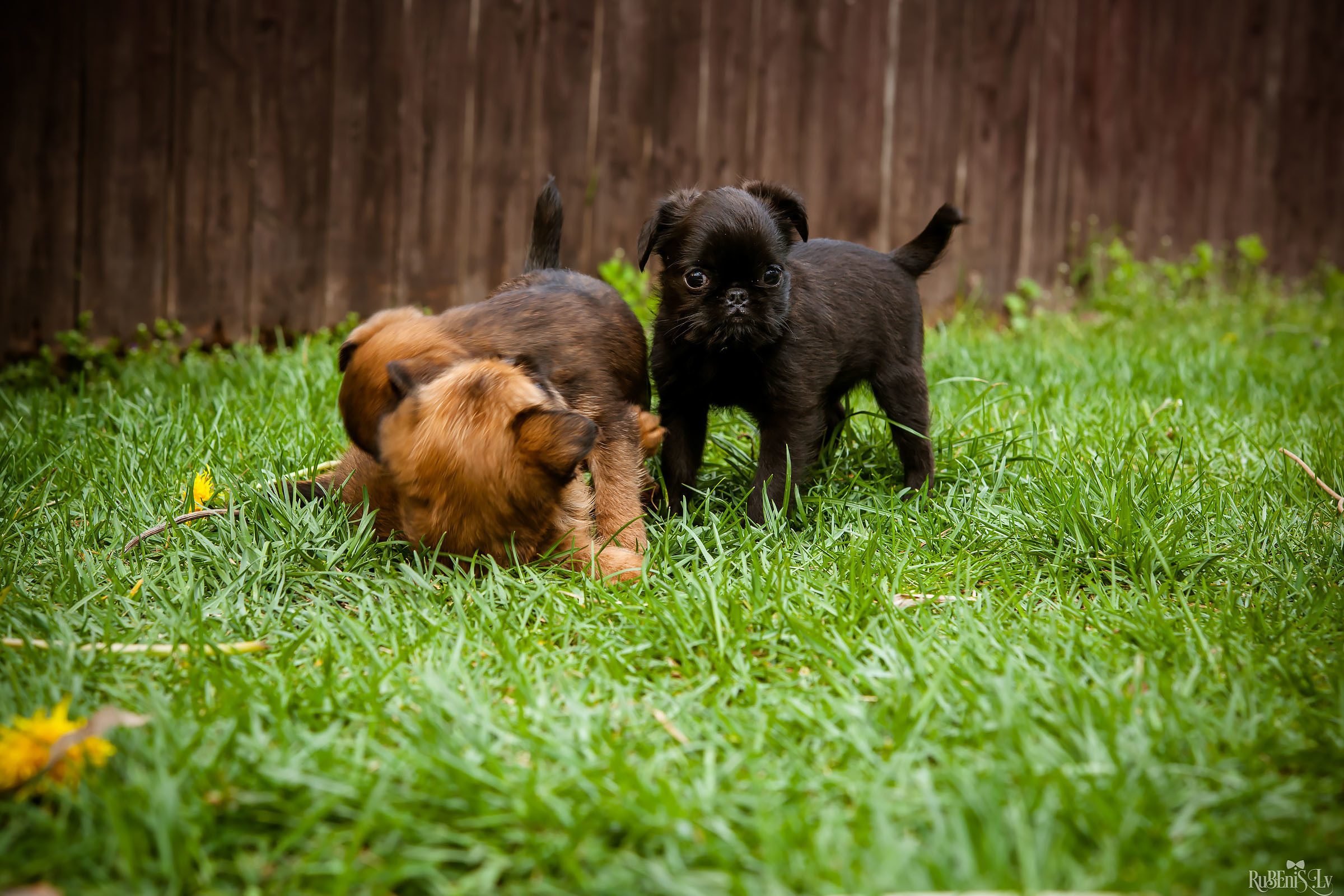 Анна и Марта / Корги и Гриффоны. Фотограф Ромуальд Рубенис и Артемий Сташанс
