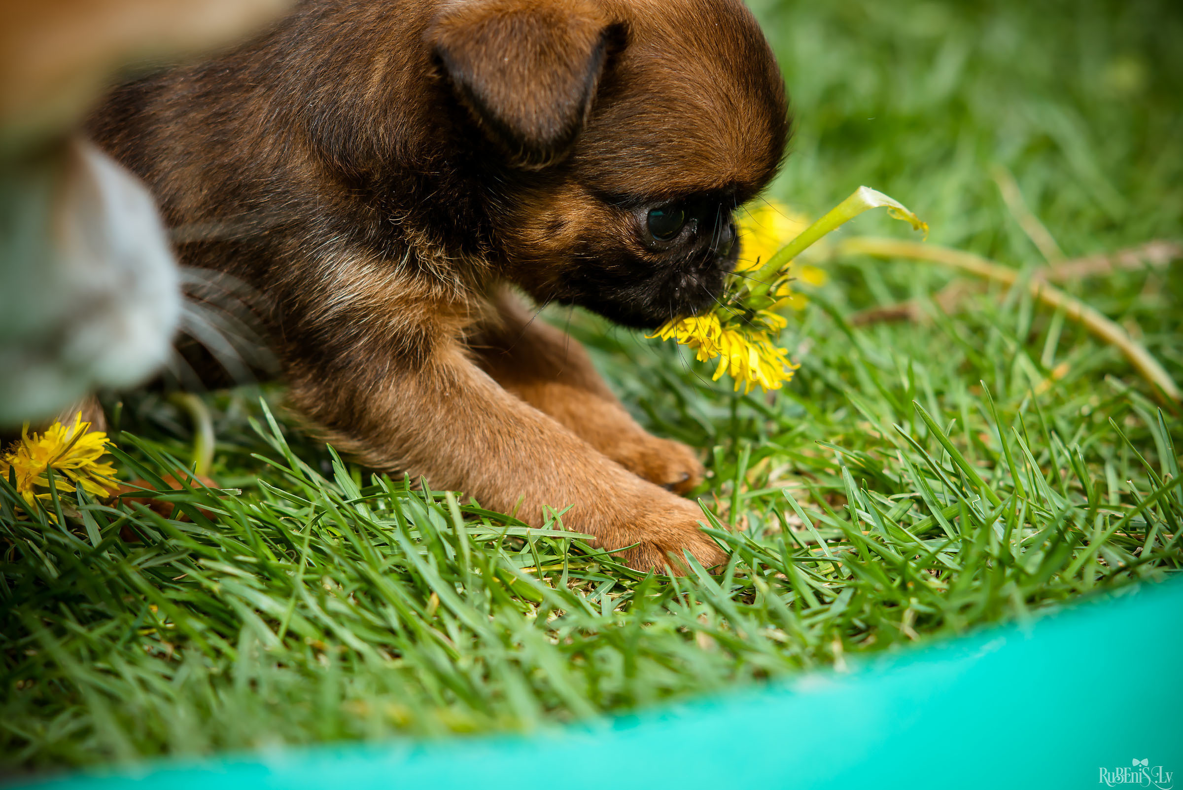 Анна и Марта / Корги и Гриффоны. Фотограф Ромуальд Рубенис и Артемий Сташанс