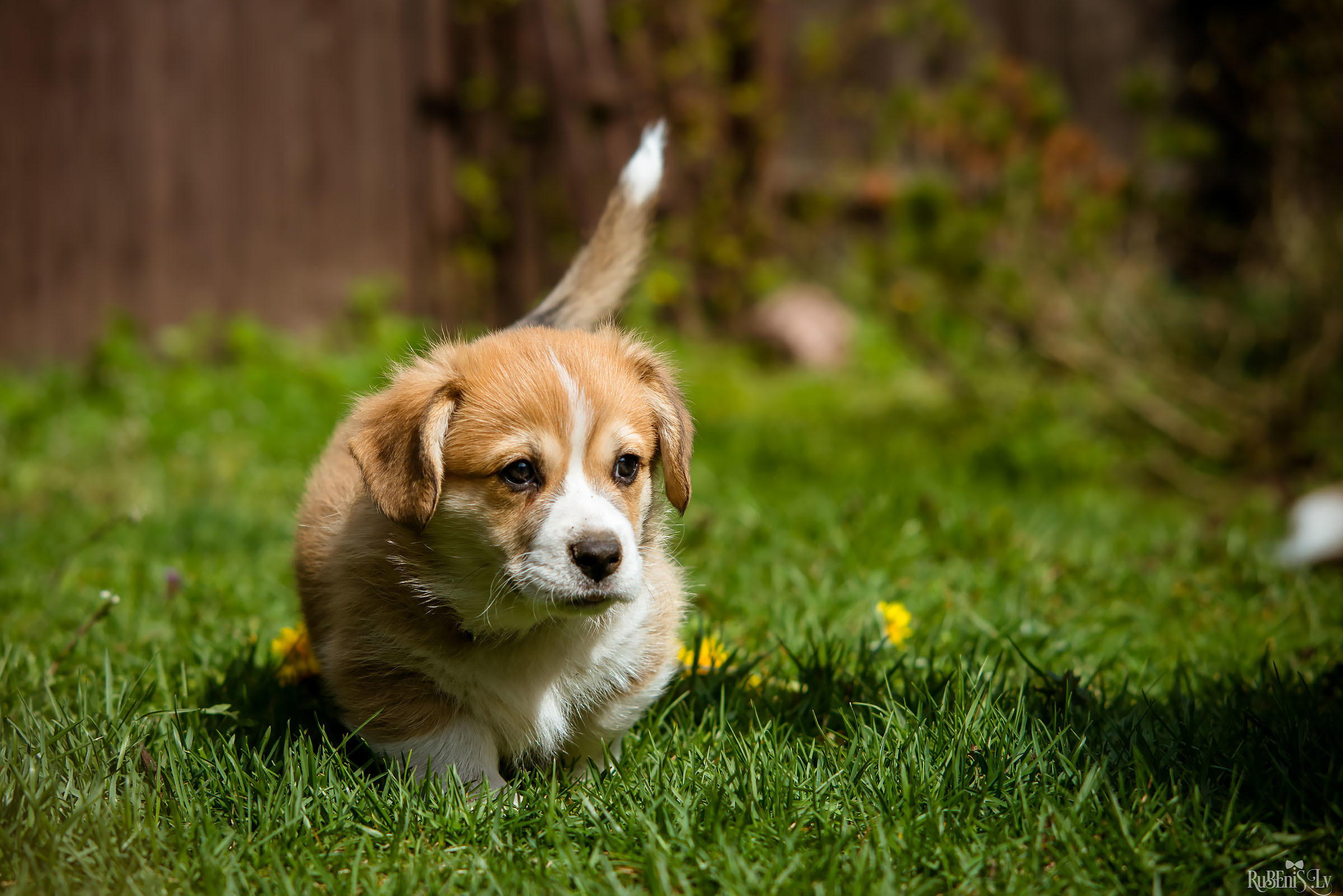 Анна и Марта / Корги и Гриффоны. Фотограф Ромуальд Рубенис и Артемий Сташанс