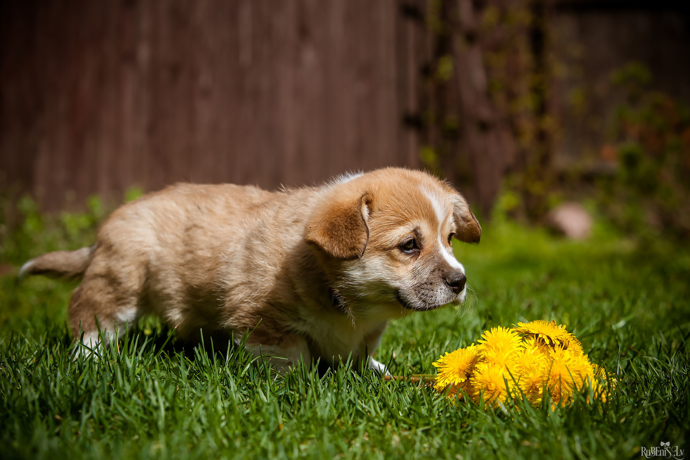 Анна и Марта / Корги и Гриффоны. Фотограф Ромуальд Рубенис и Артемий Сташанс