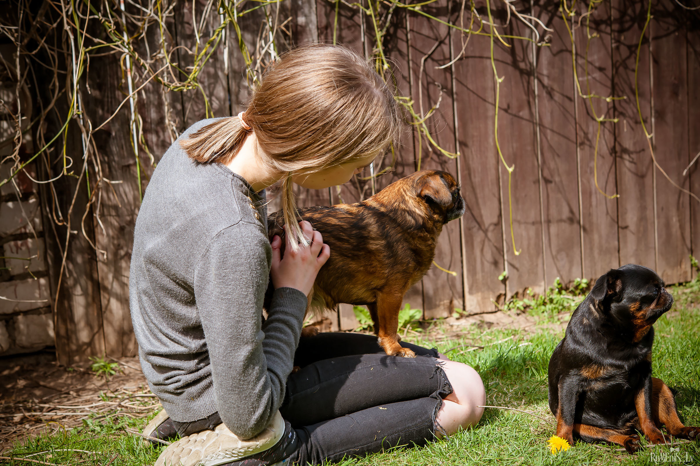 Анна и Марта / Корги и Гриффоны. Фотограф Ромуальд Рубенис и Артемий Сташанс