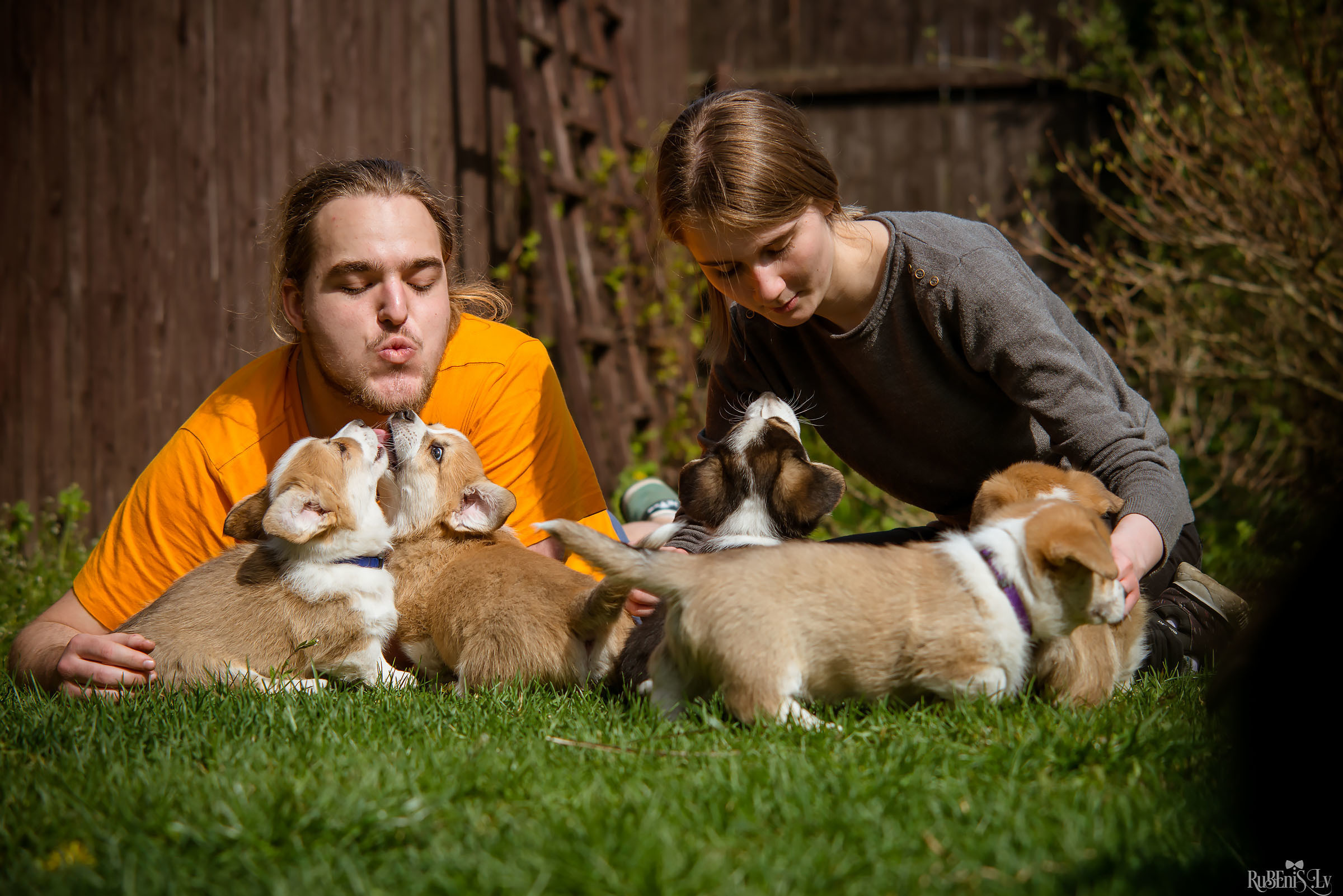 Анна и Марта / Корги и Гриффоны. Фотограф Ромуальд Рубенис и Артемий Сташанс