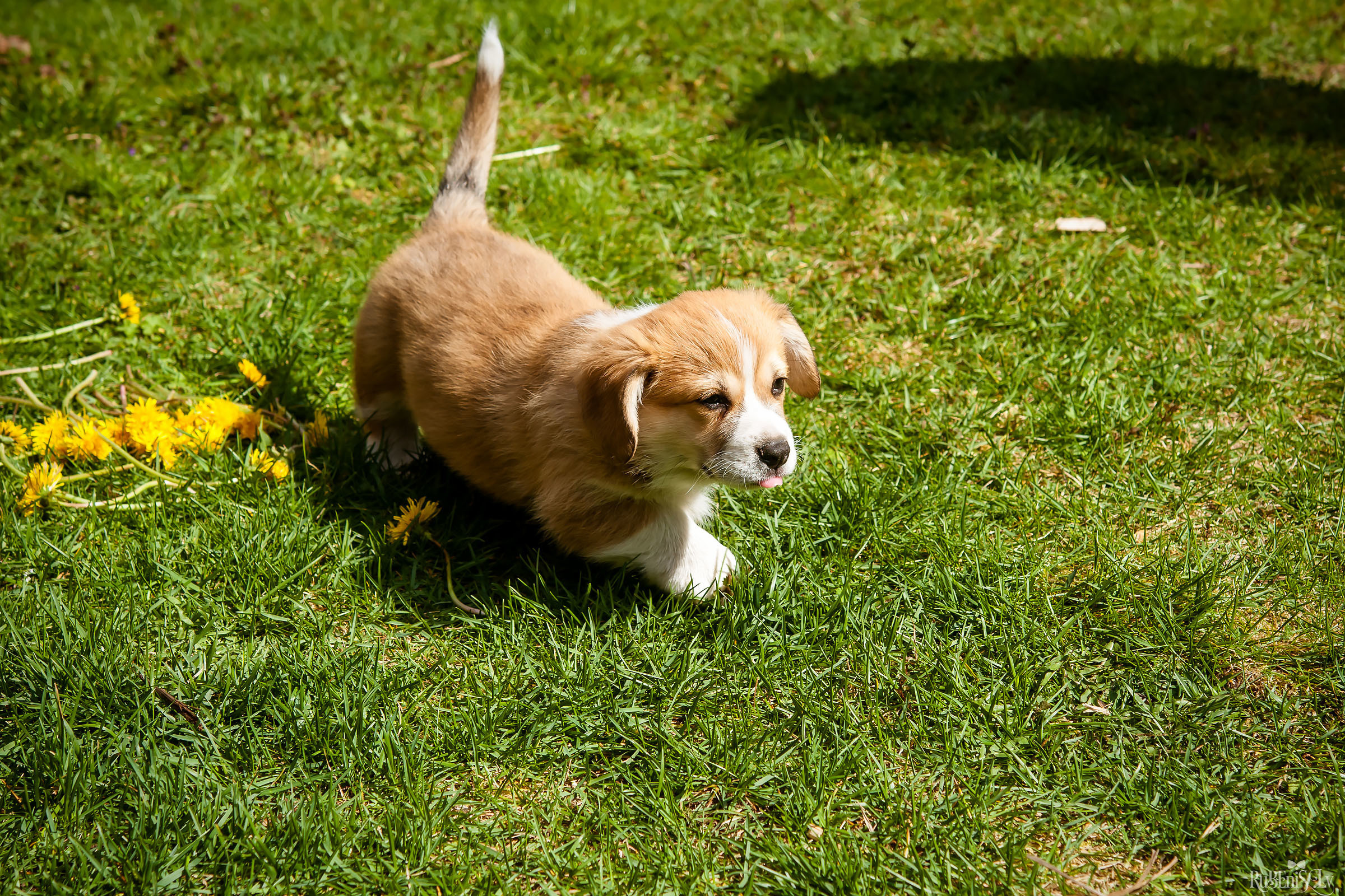 Анна и Марта / Корги и Гриффоны. Фотограф Ромуальд Рубенис и Артемий Сташанс