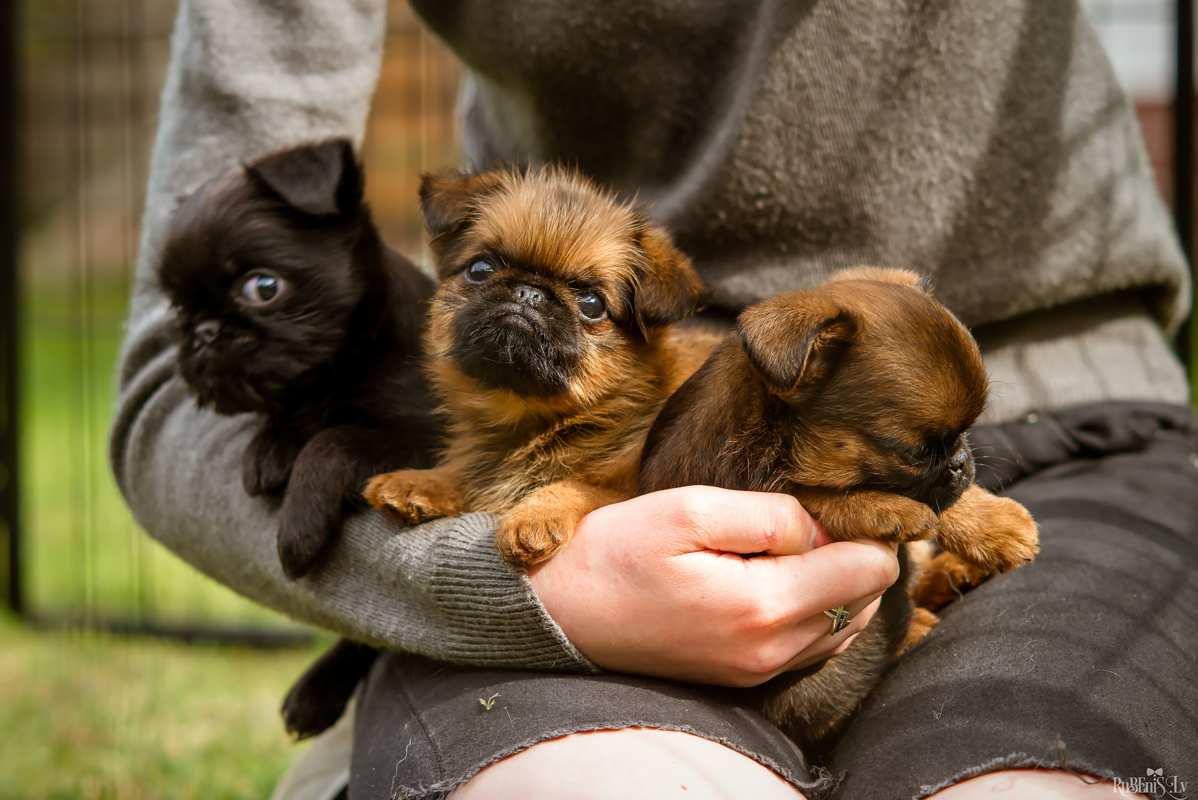 Анна и Марта / Корги и Гриффоны. Фотограф Ромуальд Рубенис и Артемий Сташанс