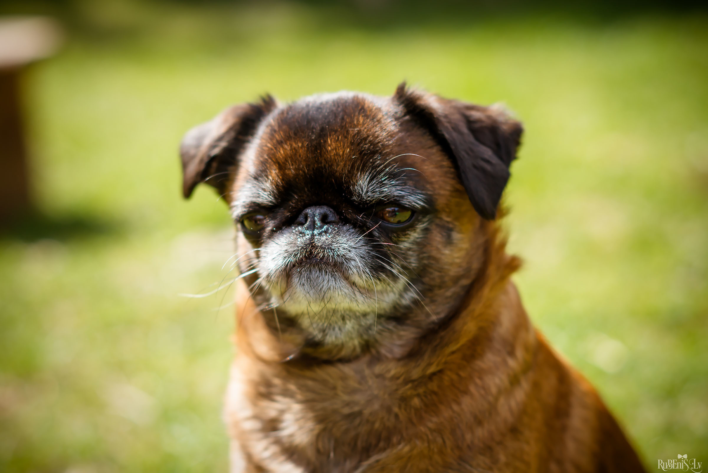 Анна и Марта / Корги и Гриффоны. Фотограф Ромуальд Рубенис и Артемий Сташанс