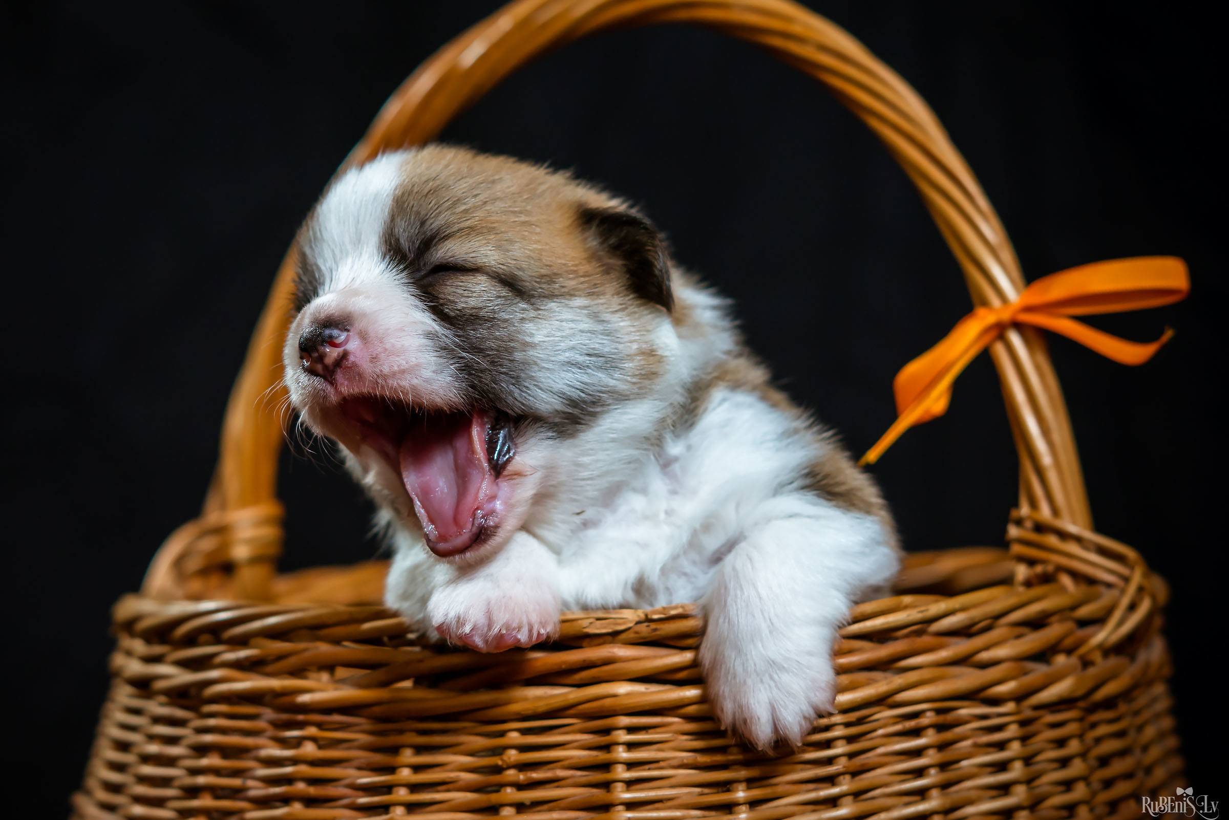 Fotogrāfs Romualds Rubenis un Artemijs Stašāns