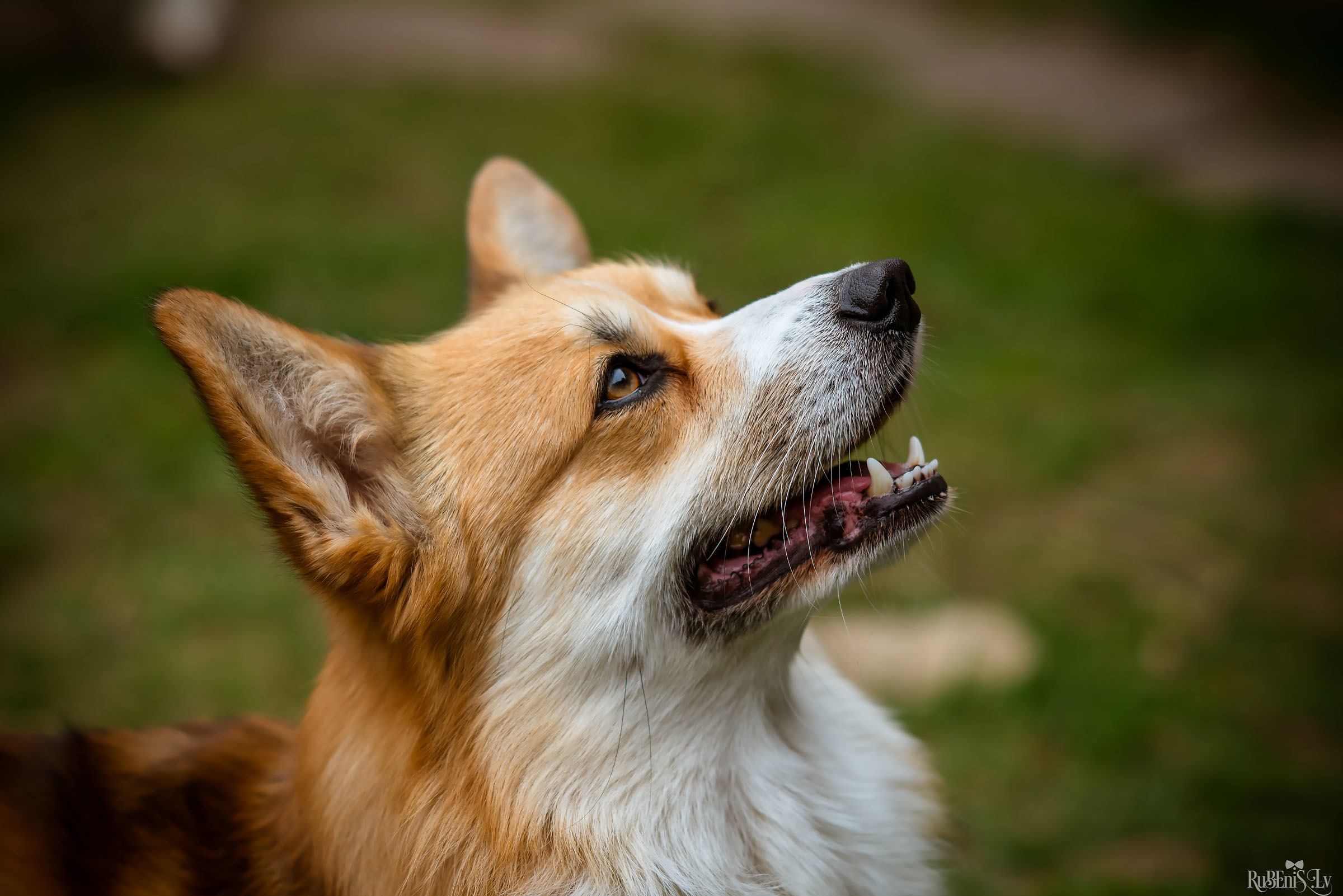 Анна и Марта / Корги и Гриффоны. Фотограф Ромуальд Рубенис и Артемий Сташанс
