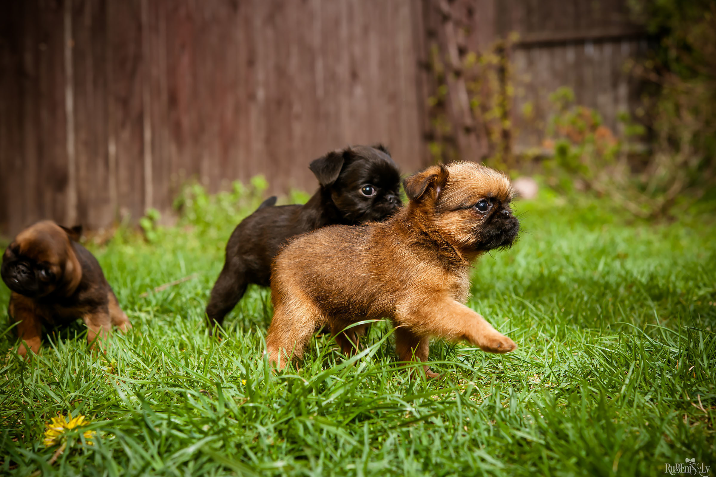 Анна и Марта / Корги и Гриффоны. Фотограф Ромуальд Рубенис и Артемий Сташанс