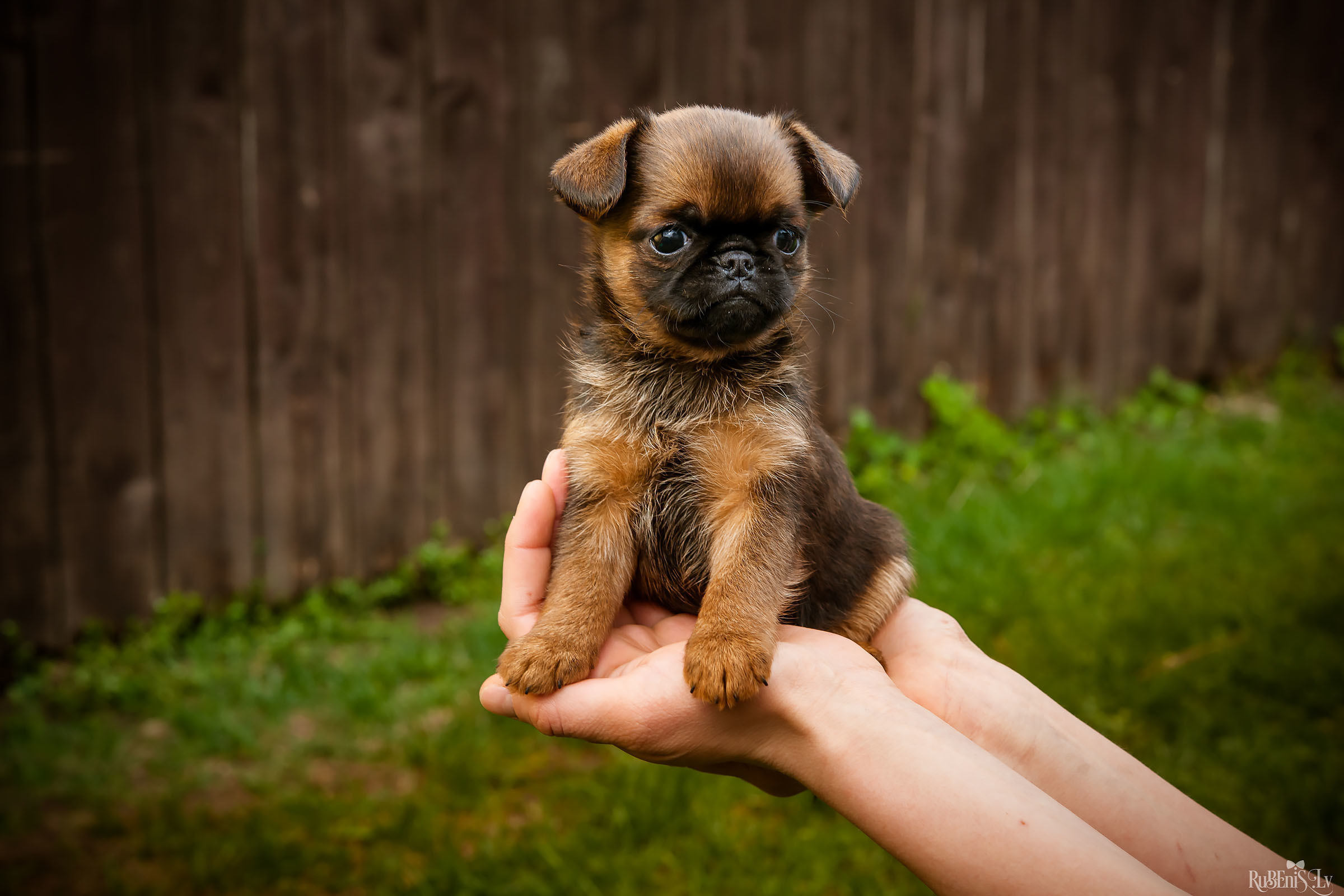 Анна и Марта / Корги и Гриффоны. Фотограф Ромуальд Рубенис и Артемий Сташанс