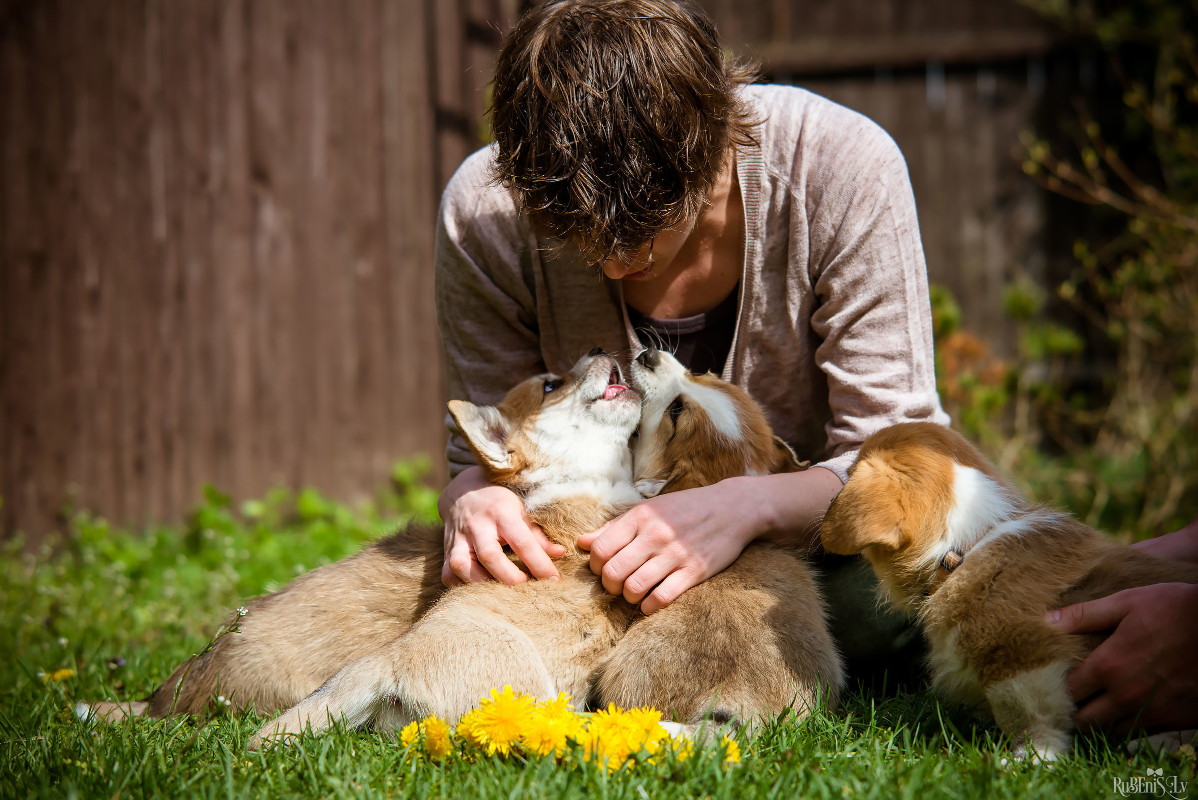 Анна и Марта / Корги и Гриффоны. Фотограф Ромуальд Рубенис и Артемий Сташанс