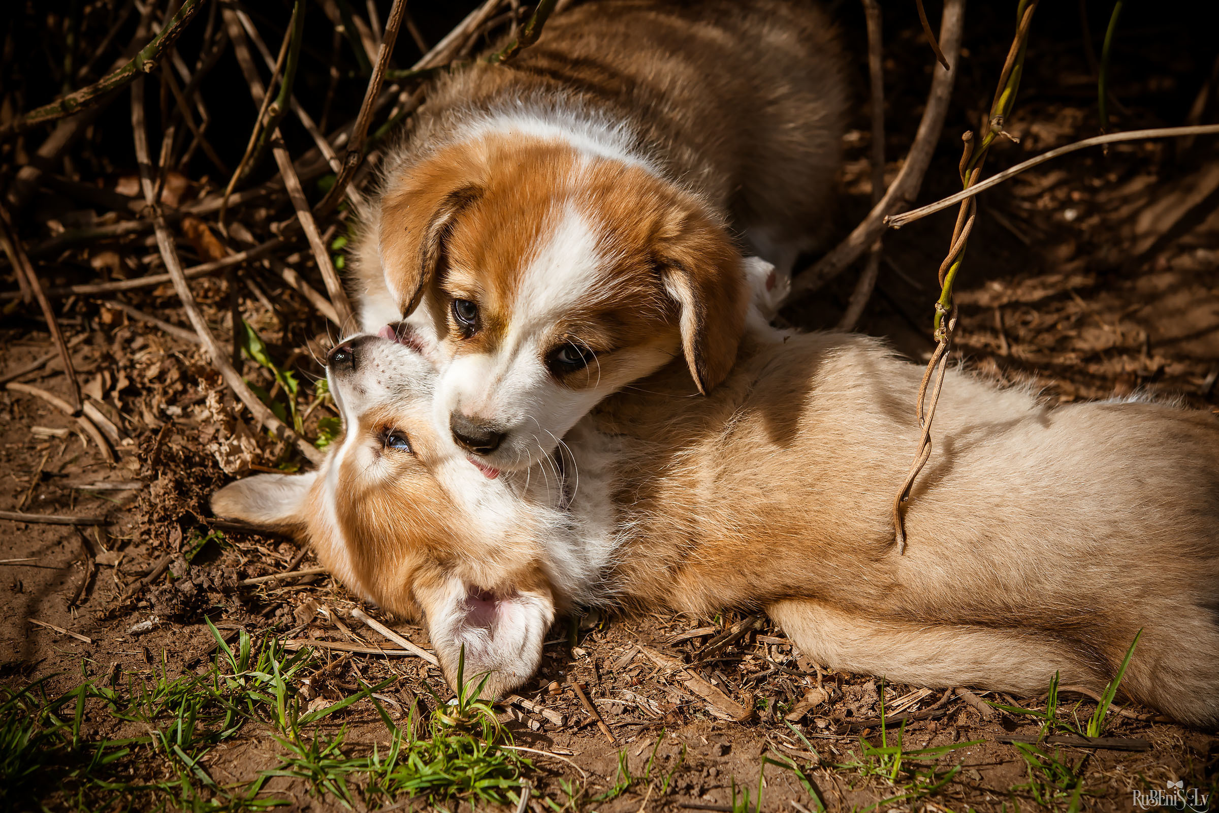 Анна и Марта / Корги и Гриффоны. Фотограф Ромуальд Рубенис и Артемий Сташанс